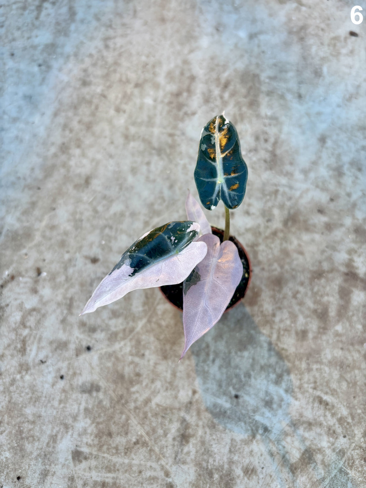 Alocasia Bambino Pink WW