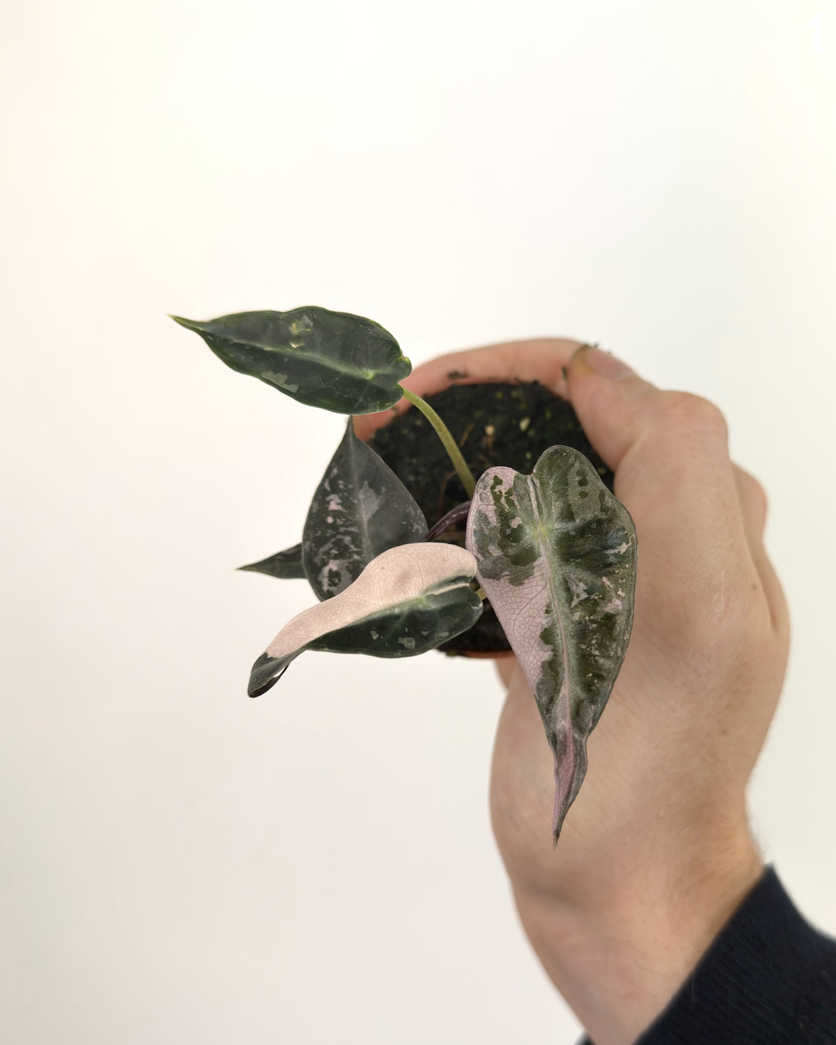 Alocasia Bambino Pink WW