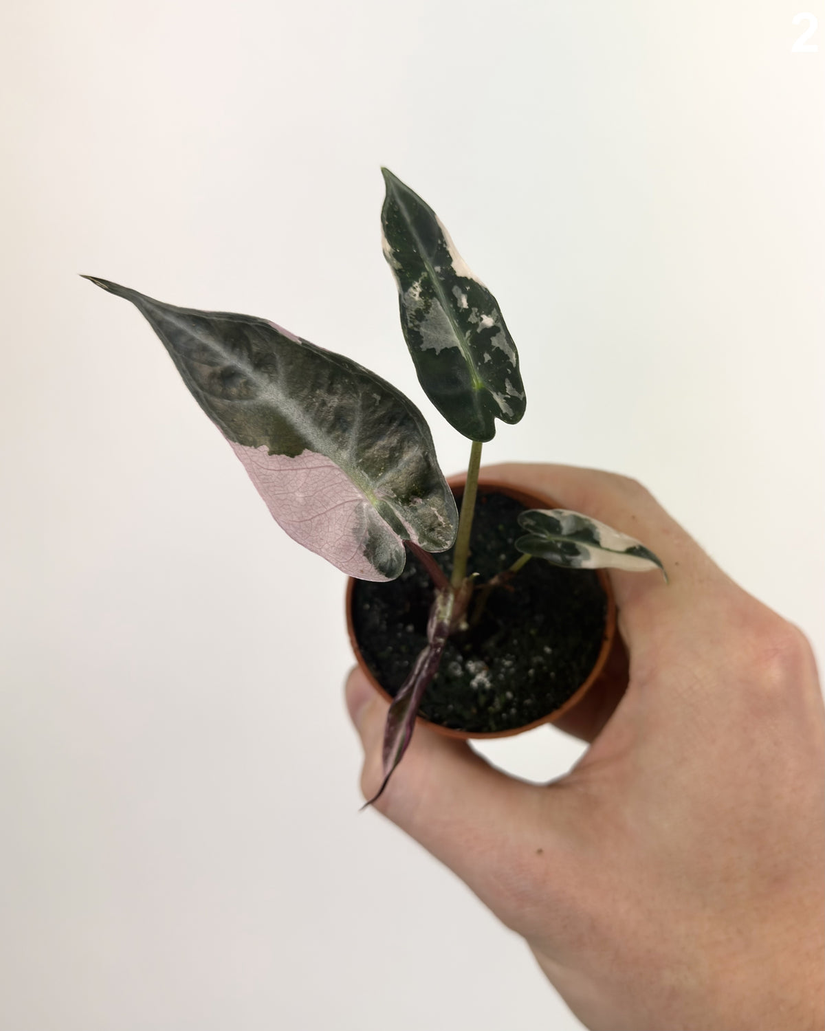 Alocasia Bambino Pink WW