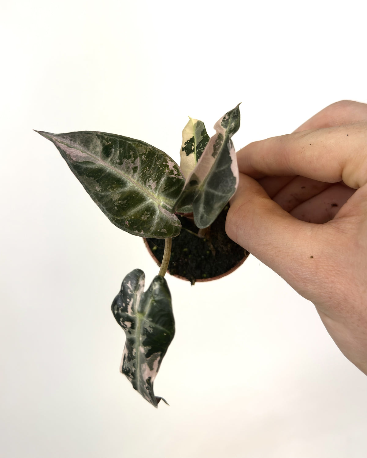 Alocasia Bambino Pink WW