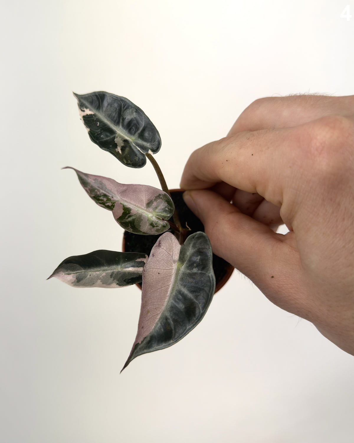 Alocasia Bambino Pink WW