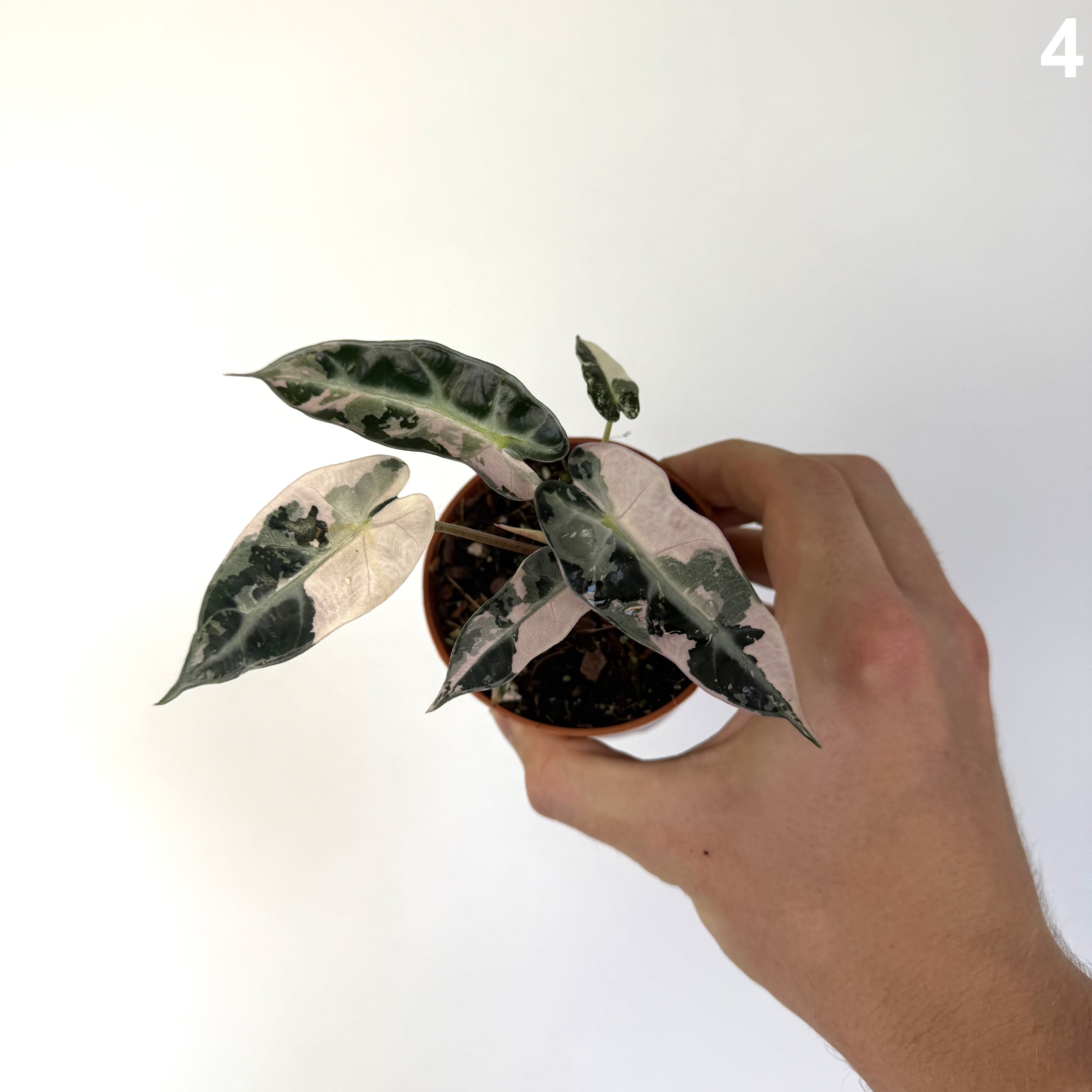 Alocasia Bambino Pink WW