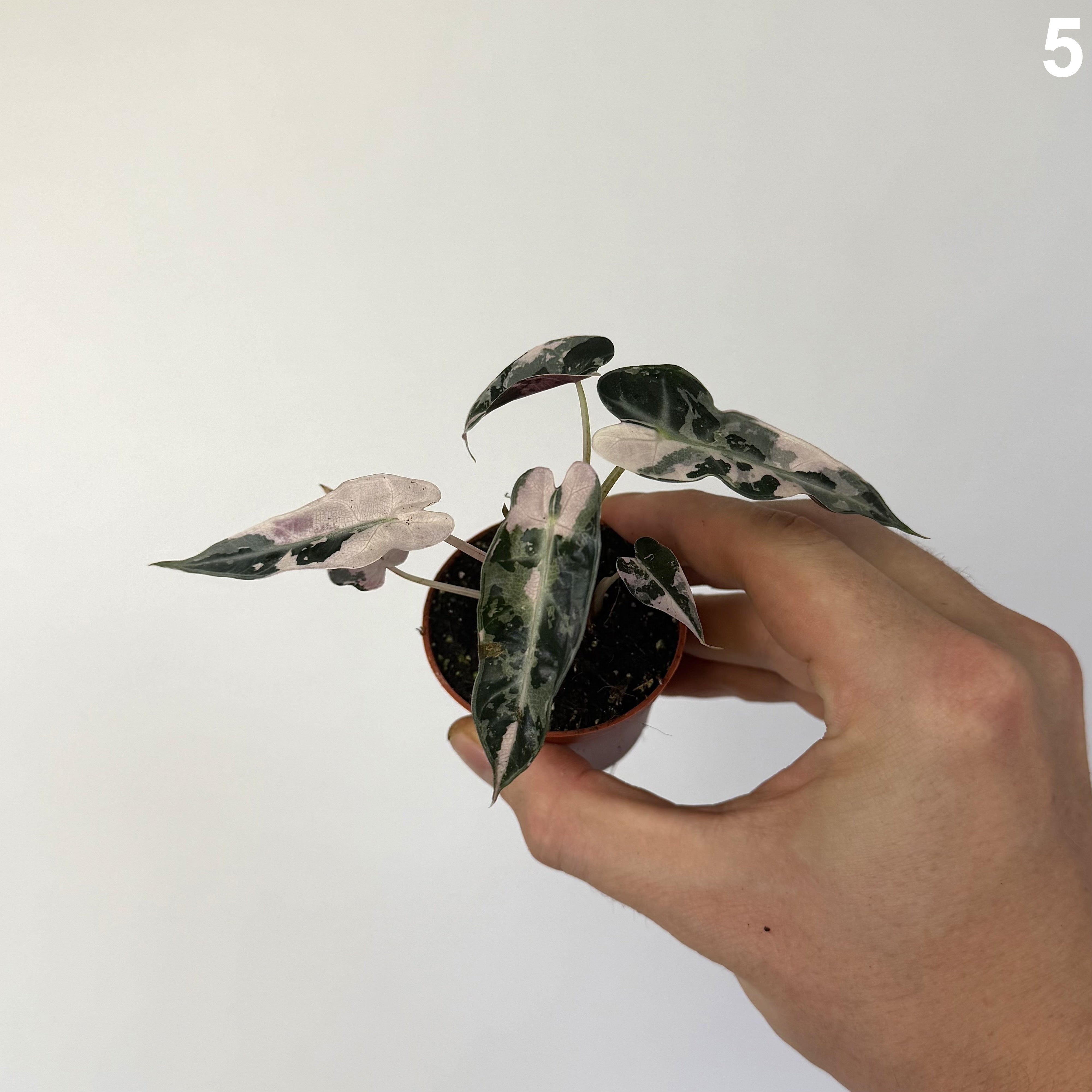 Alocasia Bambino Pink WW