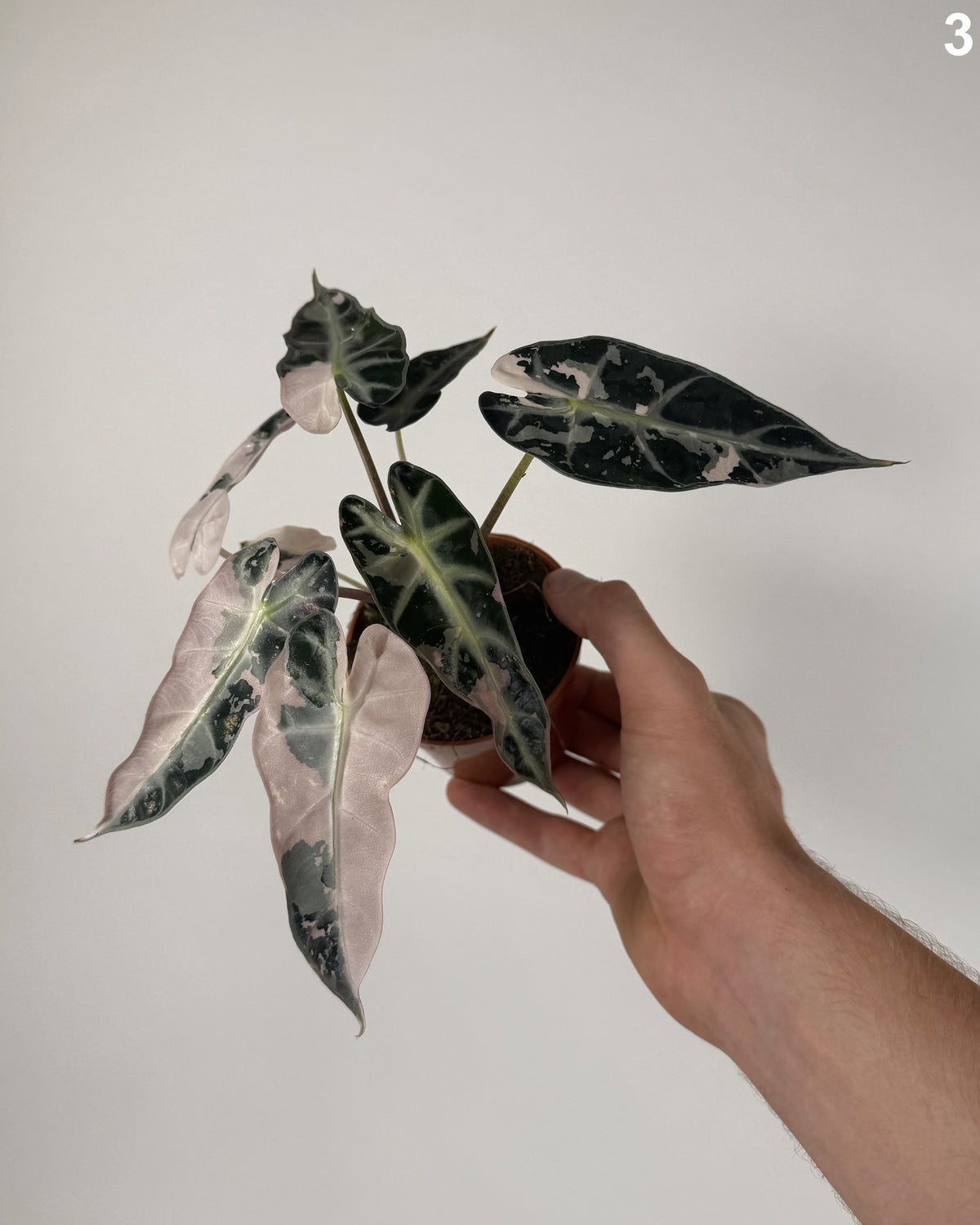 Alocasia Bambino Pink WW