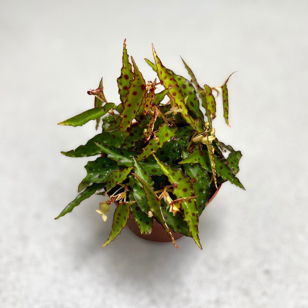 Begonia Ampuioxus - Downtown Plant Club