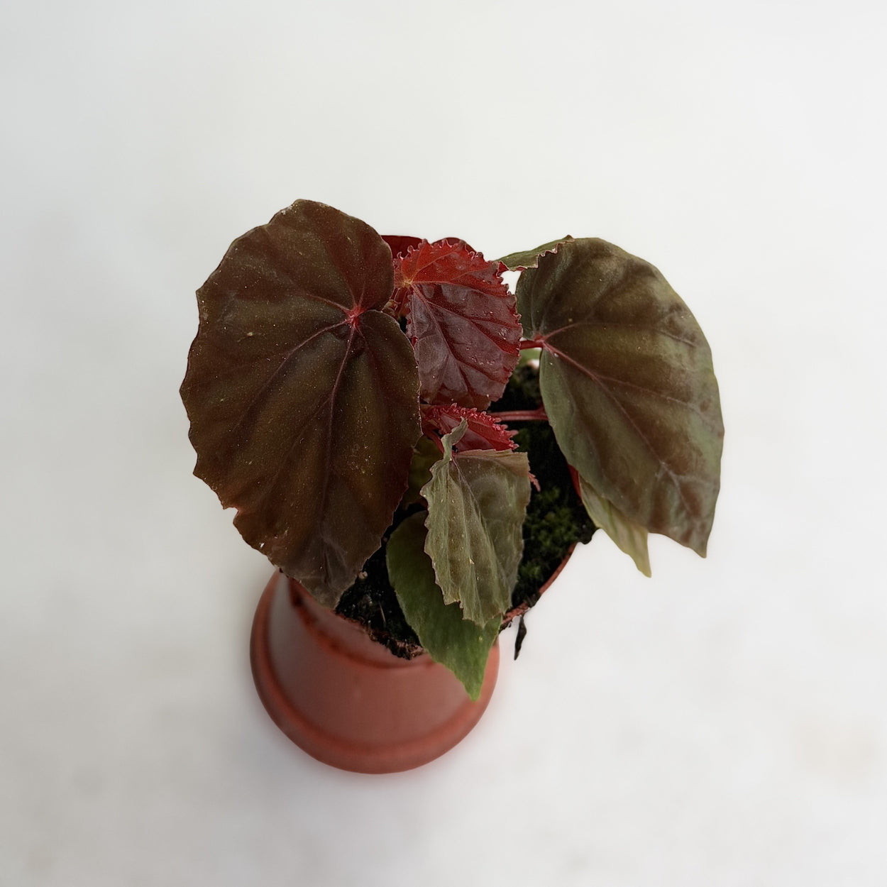 Begonia Black Blood by Downtown Plant Club