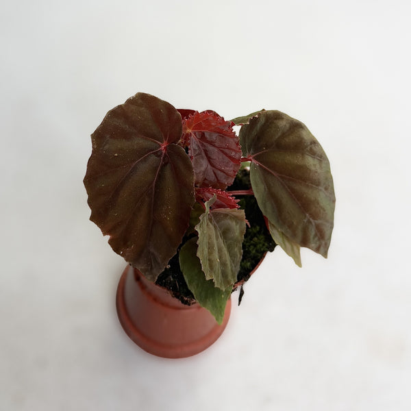 surface@DD様ご確認用　Begonia Black Blood Begonia Black Blood