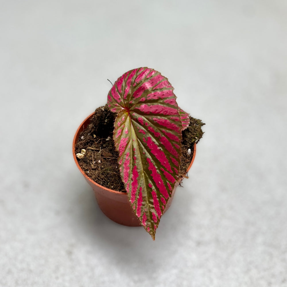 Begonia Brevirimosa - Downtown Plant Club