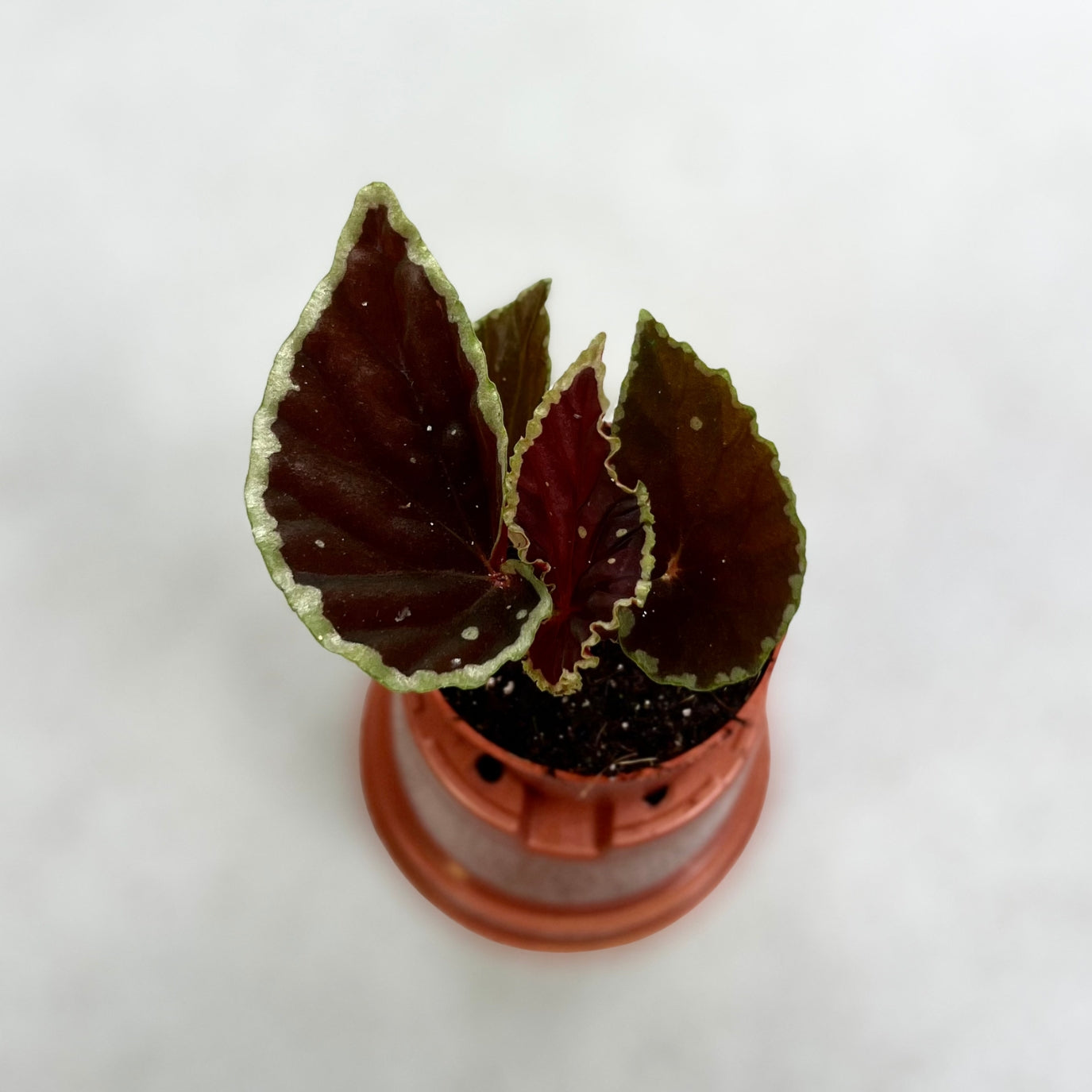 Begonia Darthvaderiana Green Spots - Downtown Plant Club