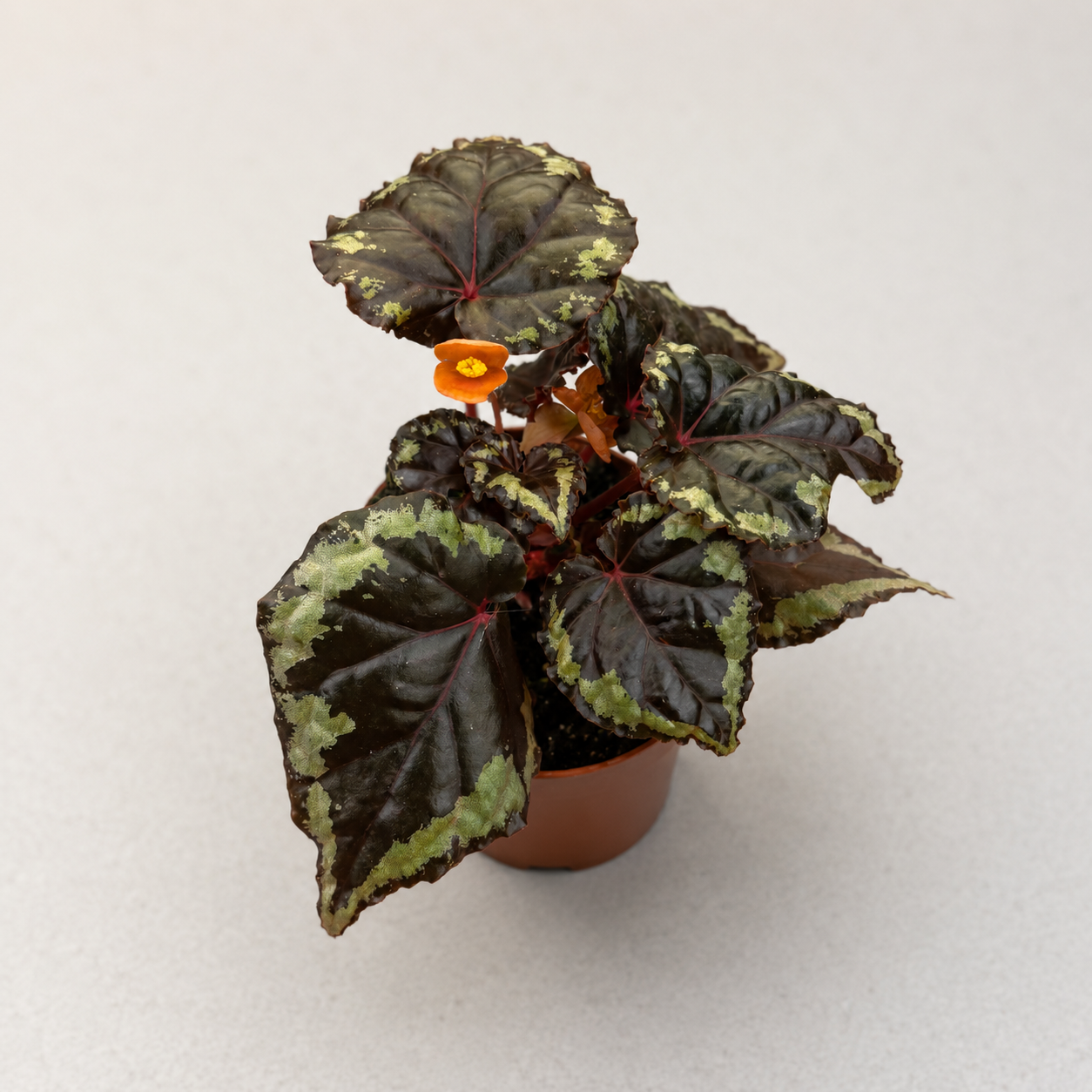 Begonia Ignita by Downtown Plant Club