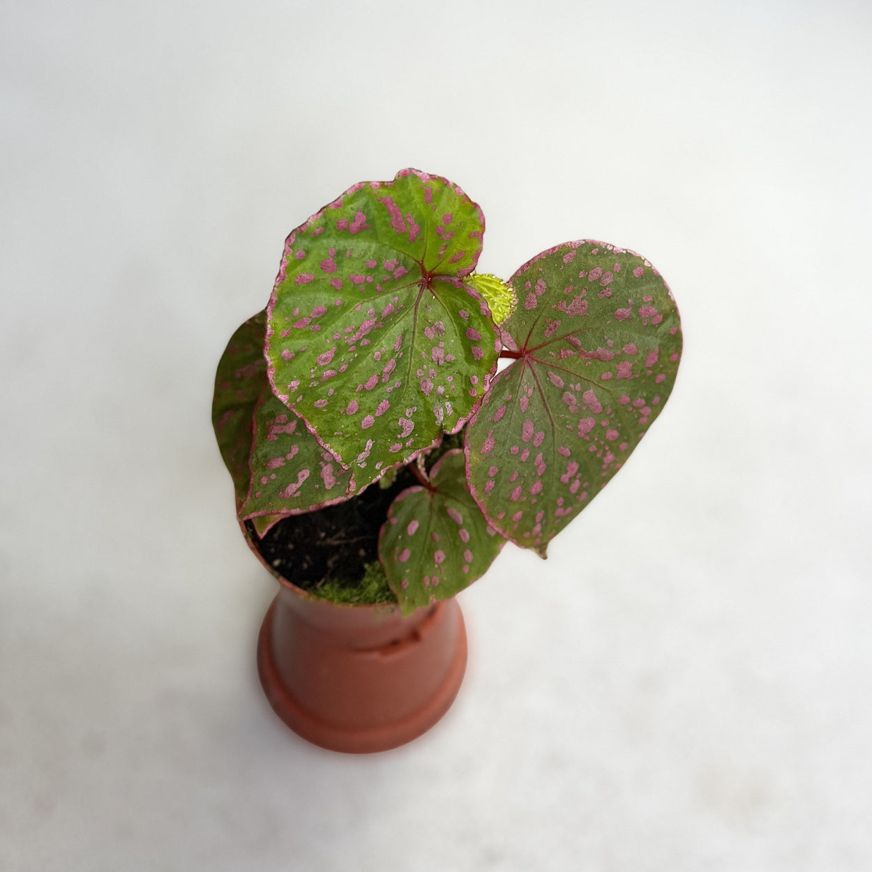 Begonia Muara Wahau by Downtown Plant Club
