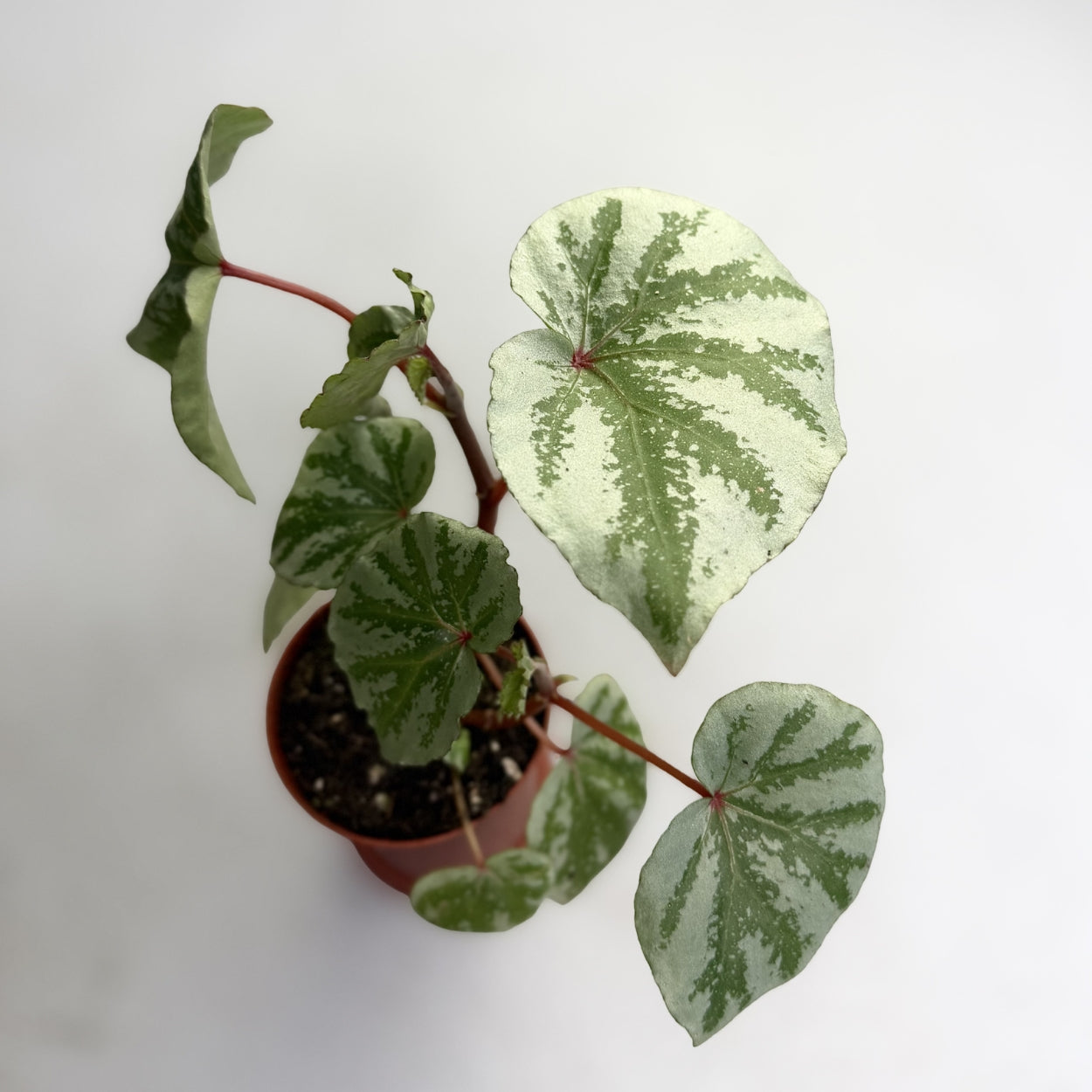 Begonia Temuyuk Silver by Downtown Plant Club
