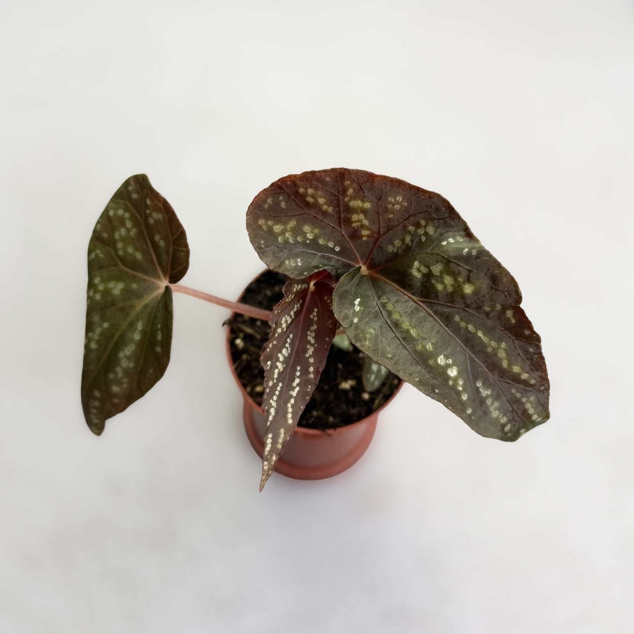 Begonia sp Pandora by Downtown Plant Club