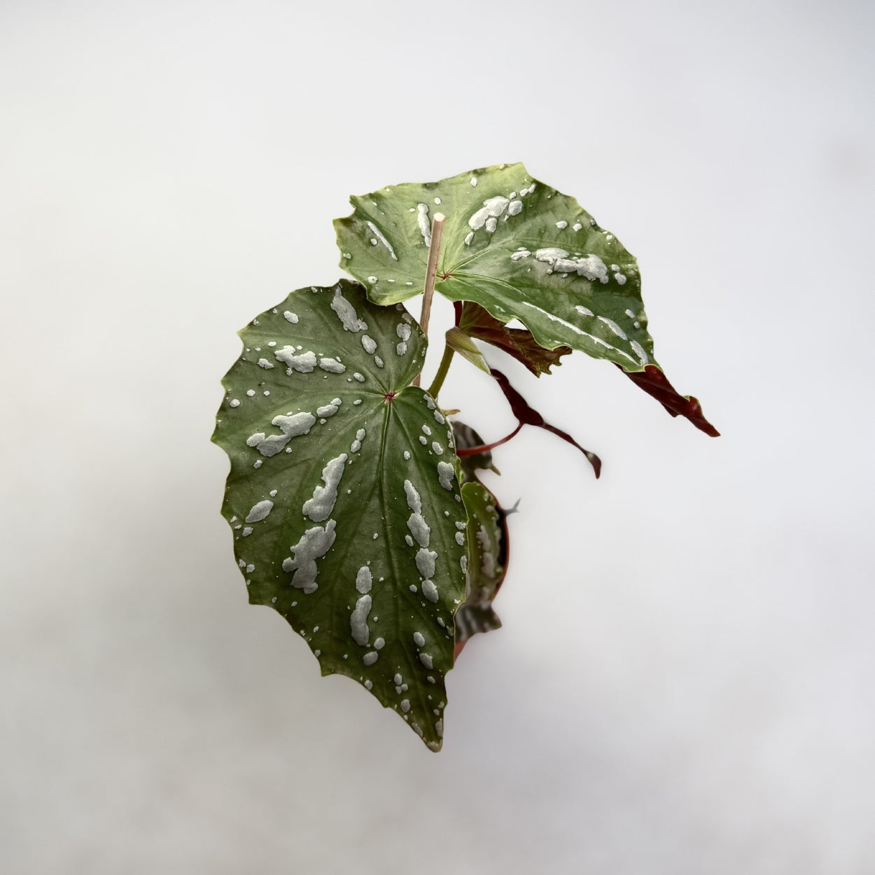 Begonia sp Sumatra by Downtown Plant Club