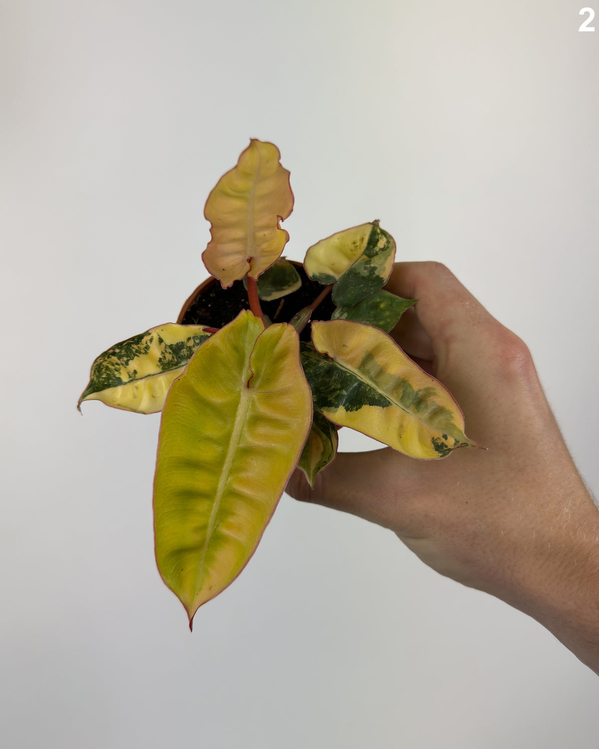 Philodendron Billietiae Variegata WW