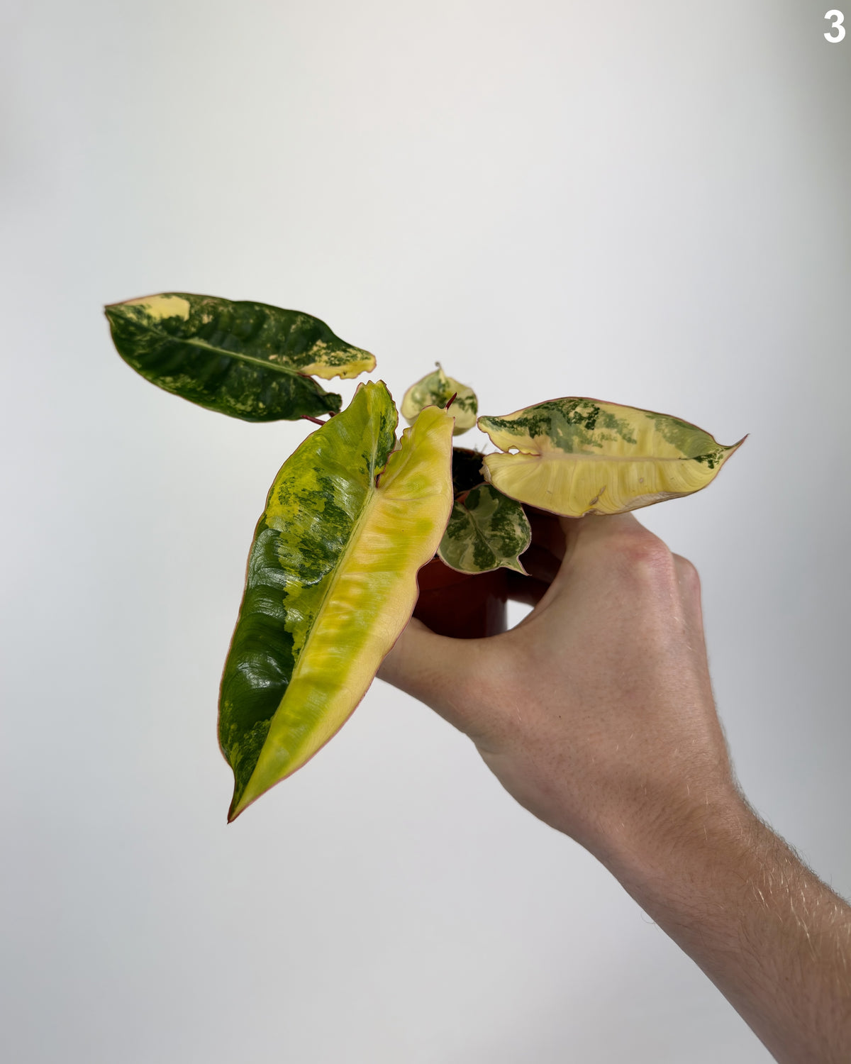 Philodendron Billietiae Variegata WW