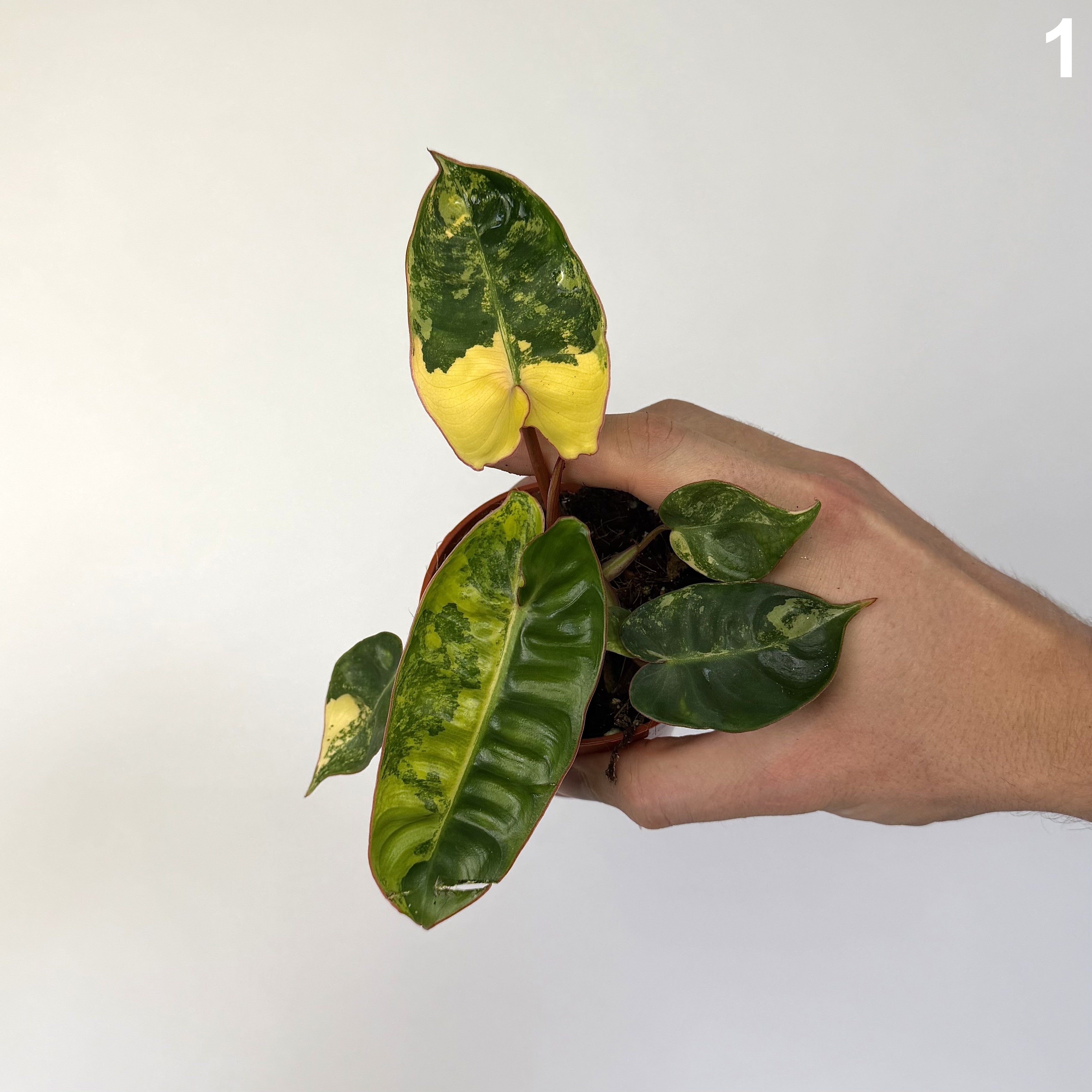 Philodendron Billietiae Variegata WW