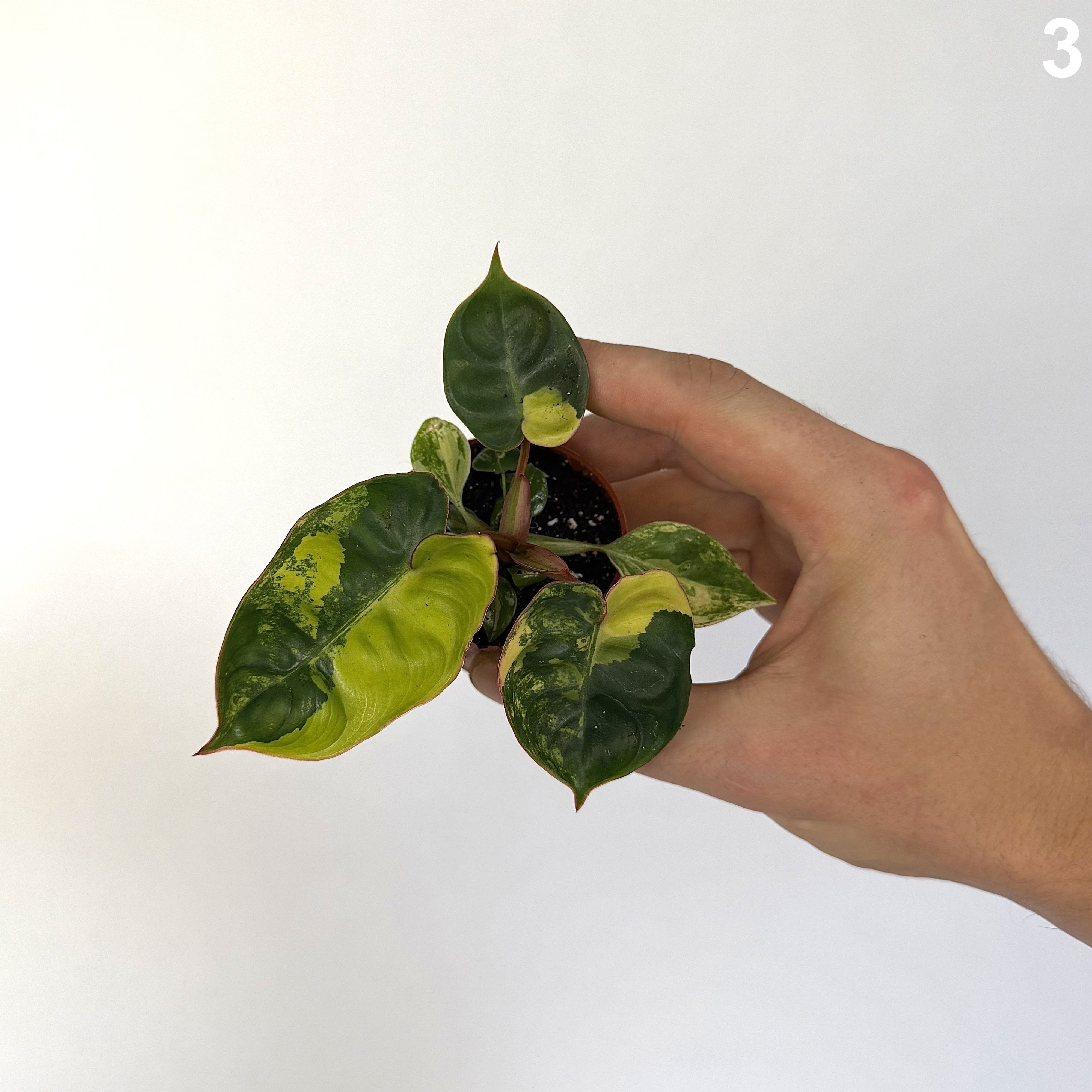 Philodendron Billietiae Variegata WW