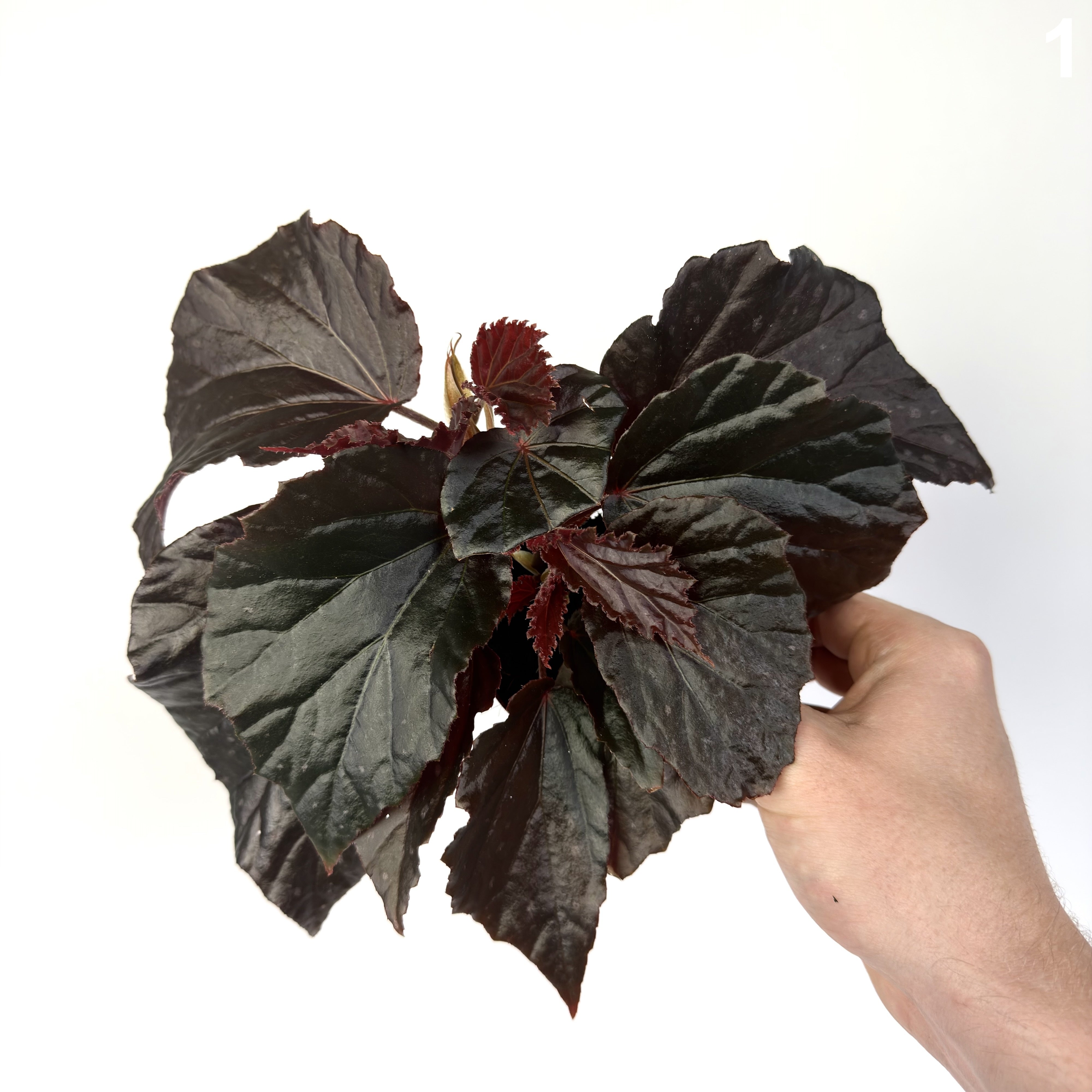 Begonia Black Cat WW
