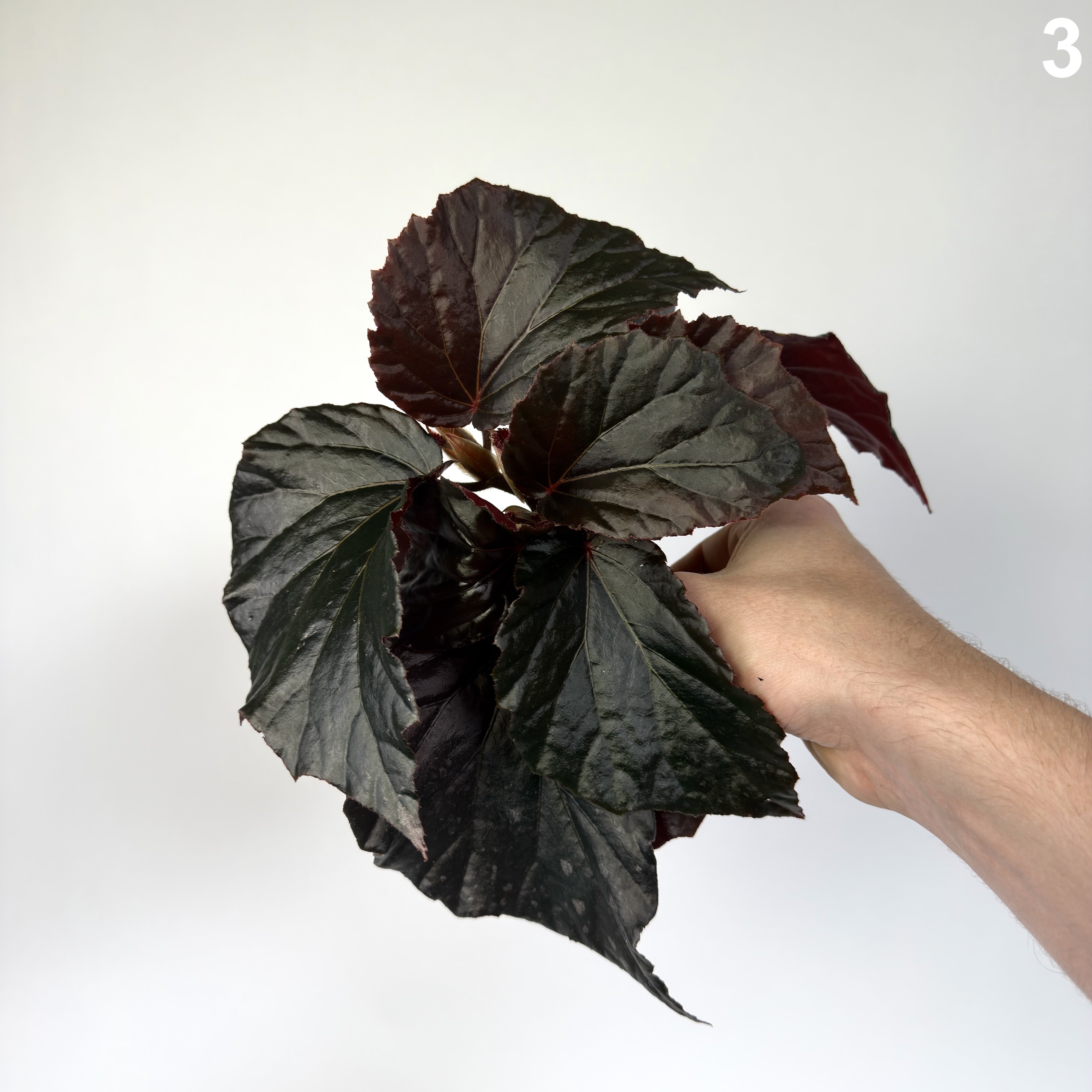 Begonia Black Cat WW