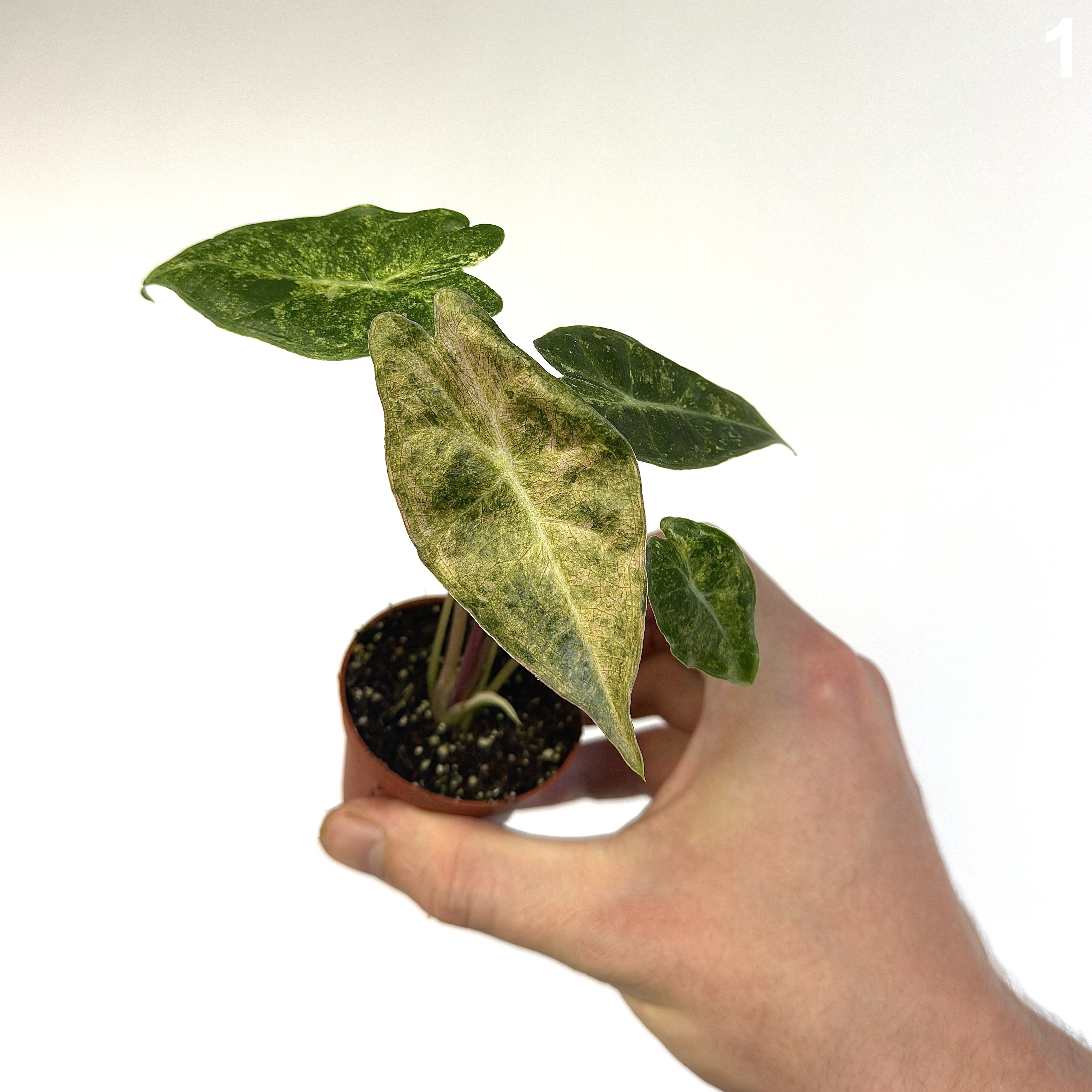 Alocasia Black Saturn Stardust WW