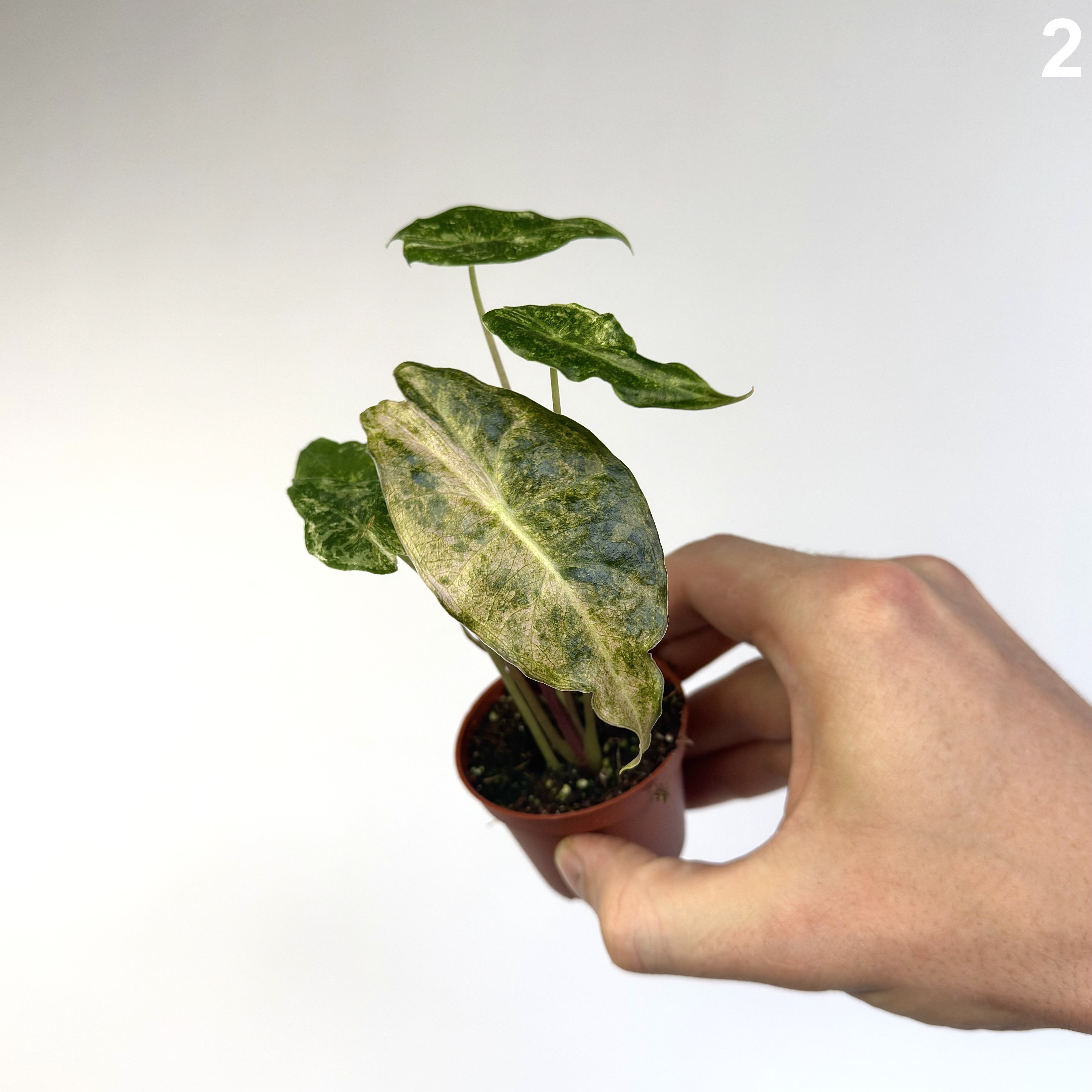Alocasia Black Saturn Stardust WW