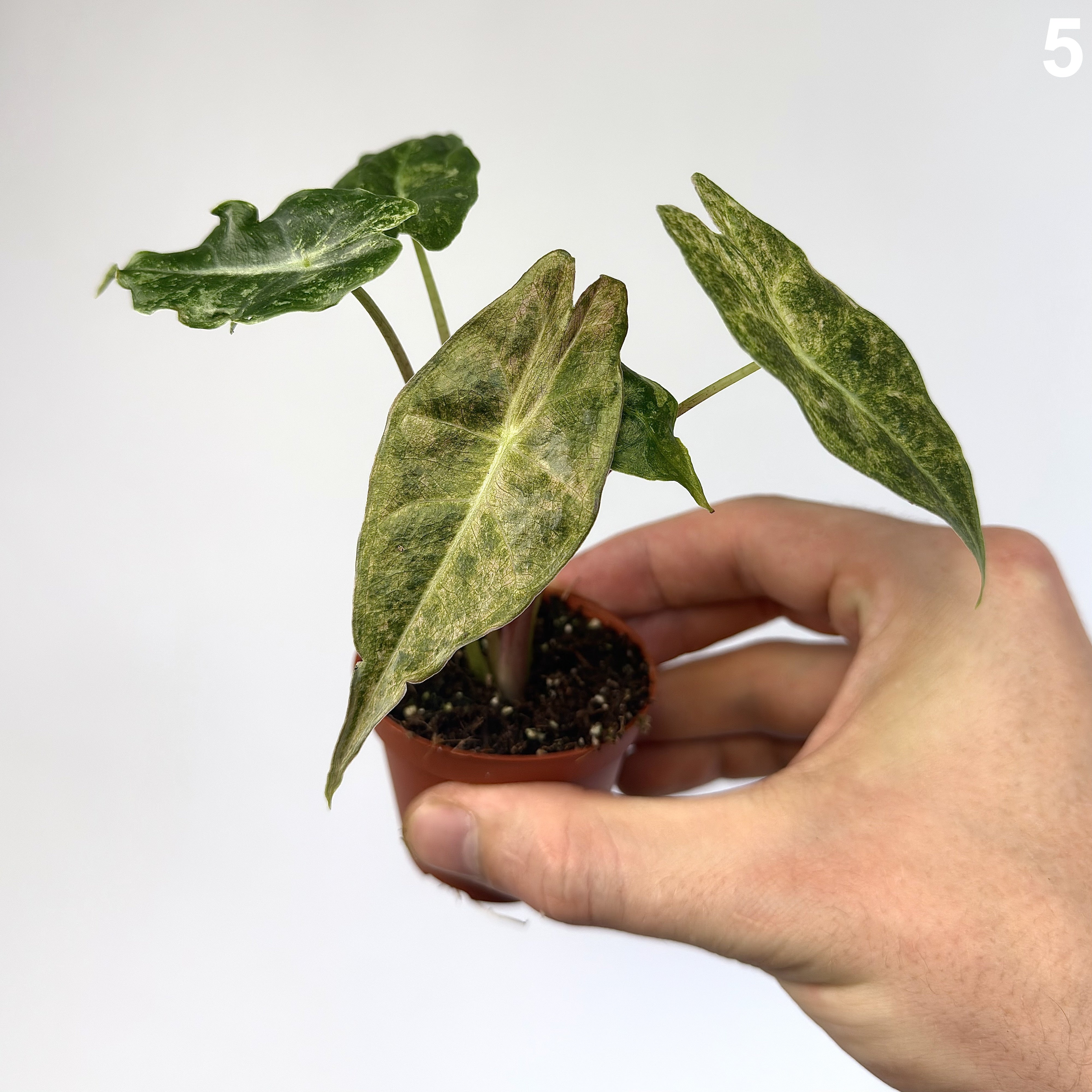 Alocasia Black Saturn Stardust WW