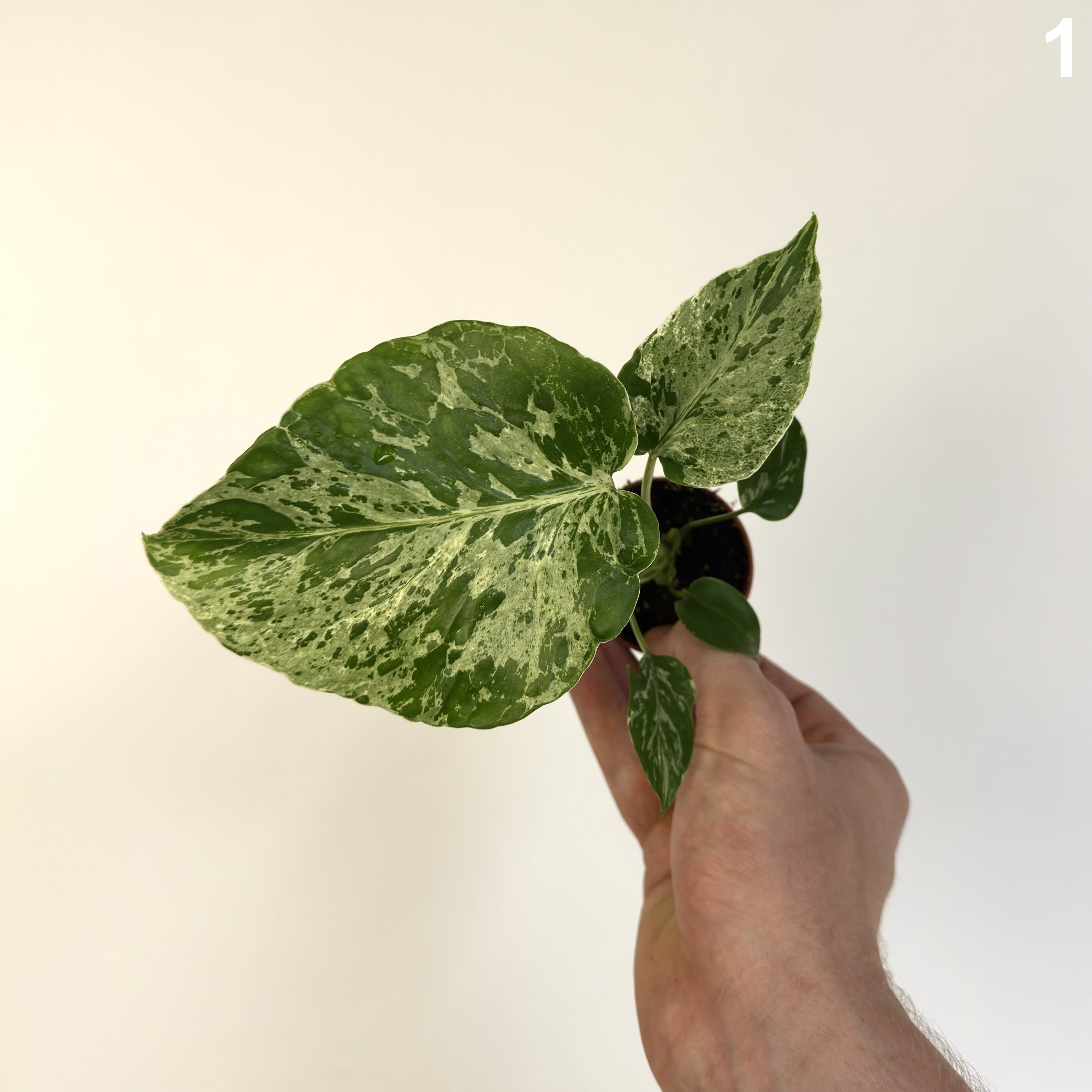 Monstera Deliciosa Bulbasaur WW