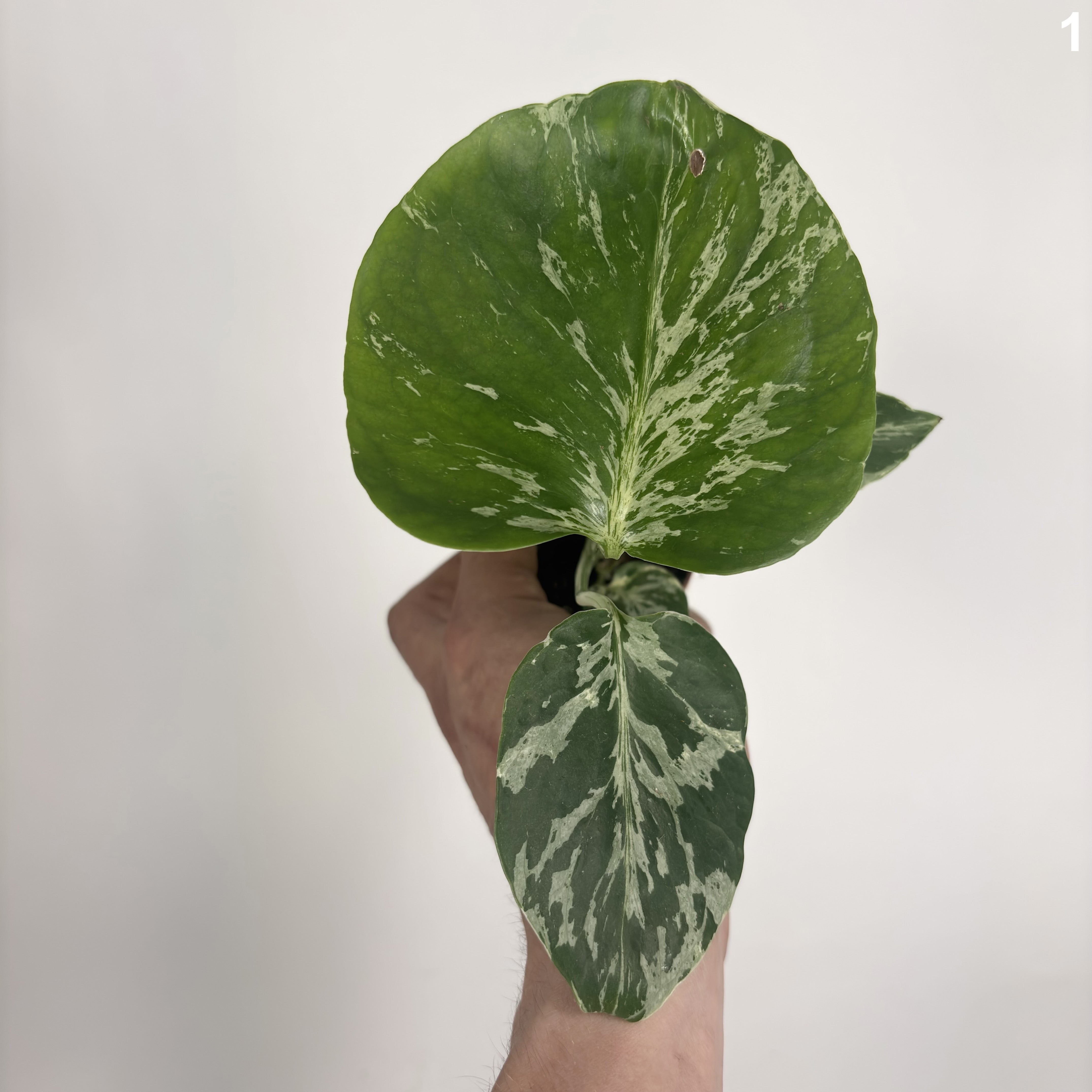 Monstera Deliciosa Bulbasaur WW