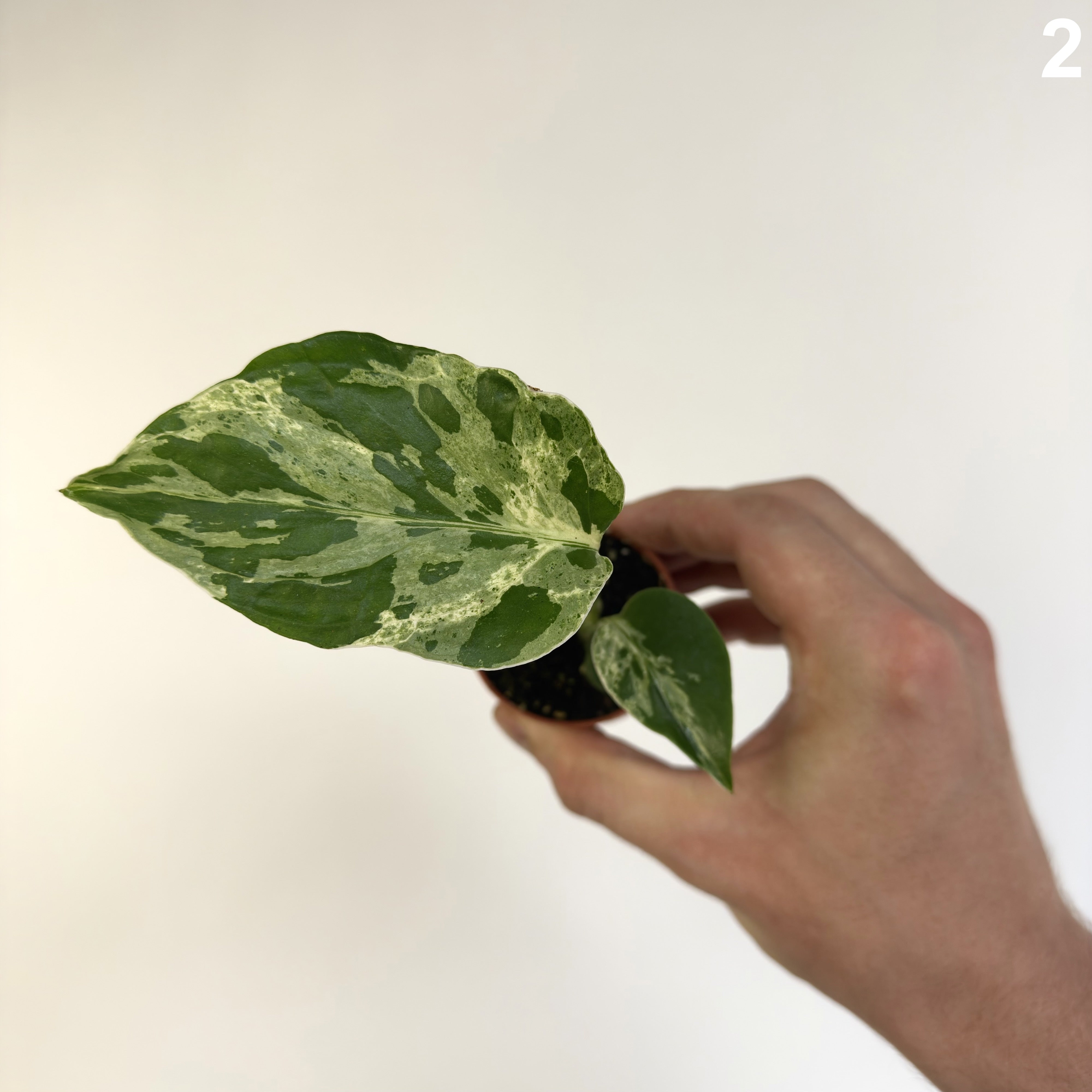 Monstera Deliciosa Bulbasaur WW