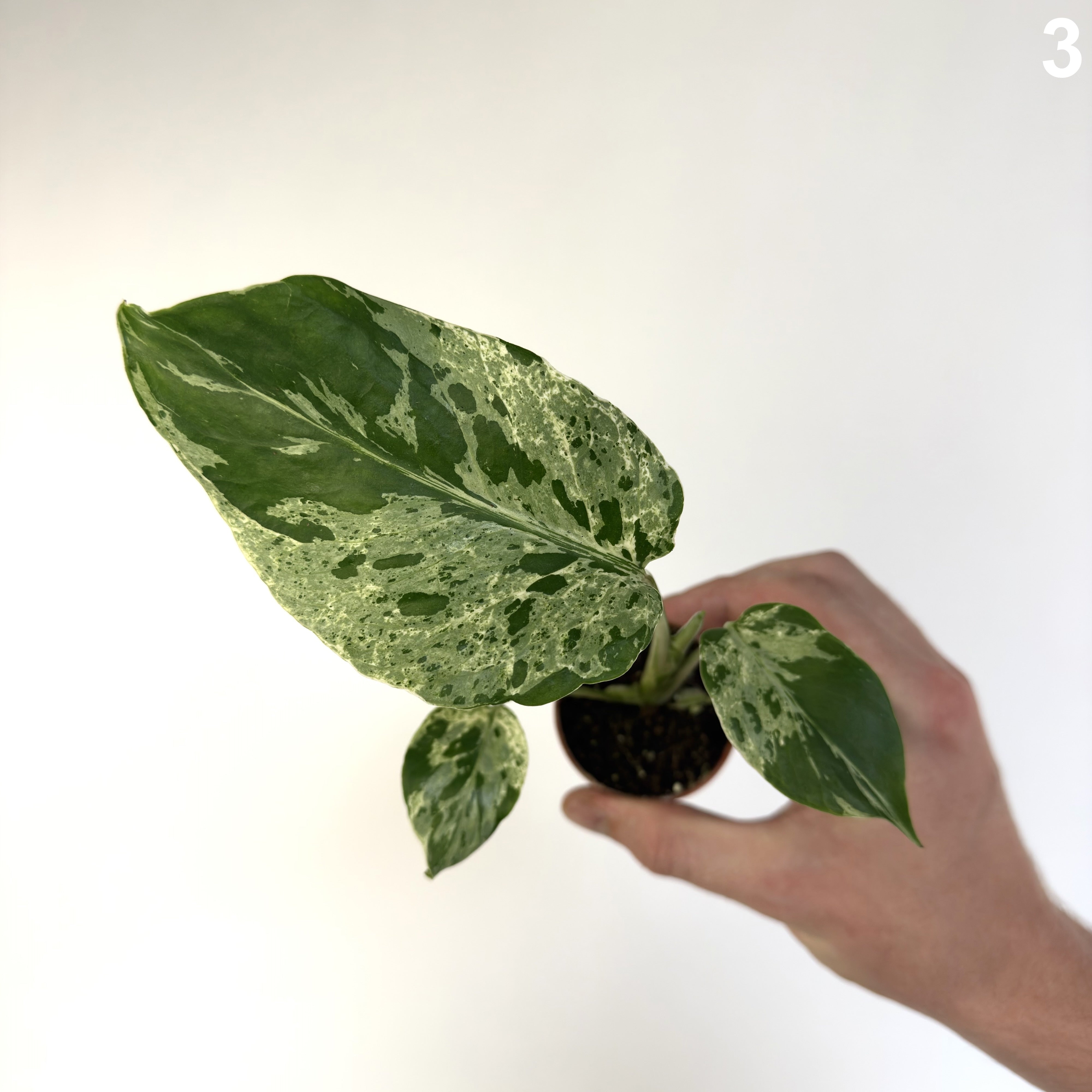 Monstera Deliciosa Bulbasaur WW