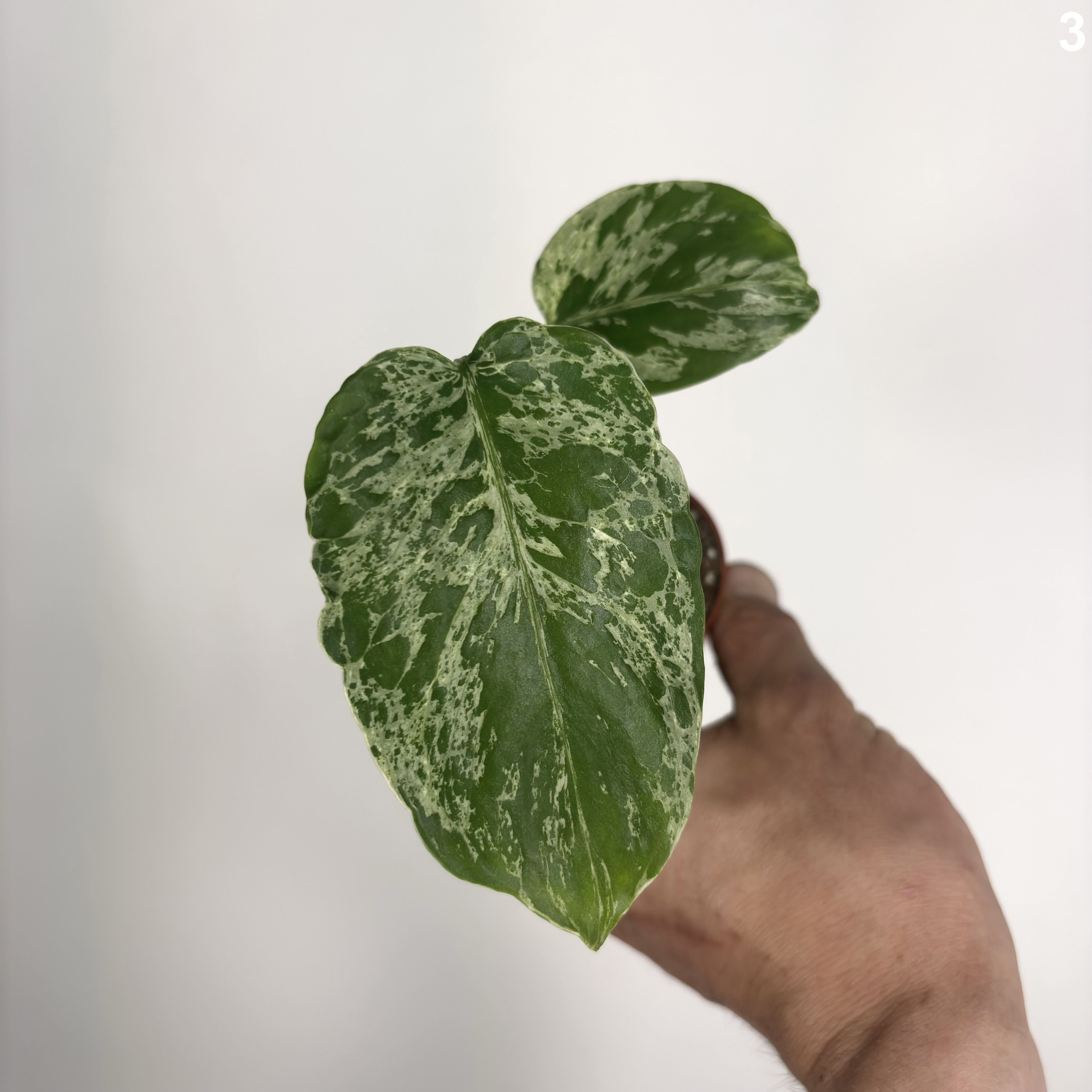 Monstera Deliciosa Bulbasaur WW