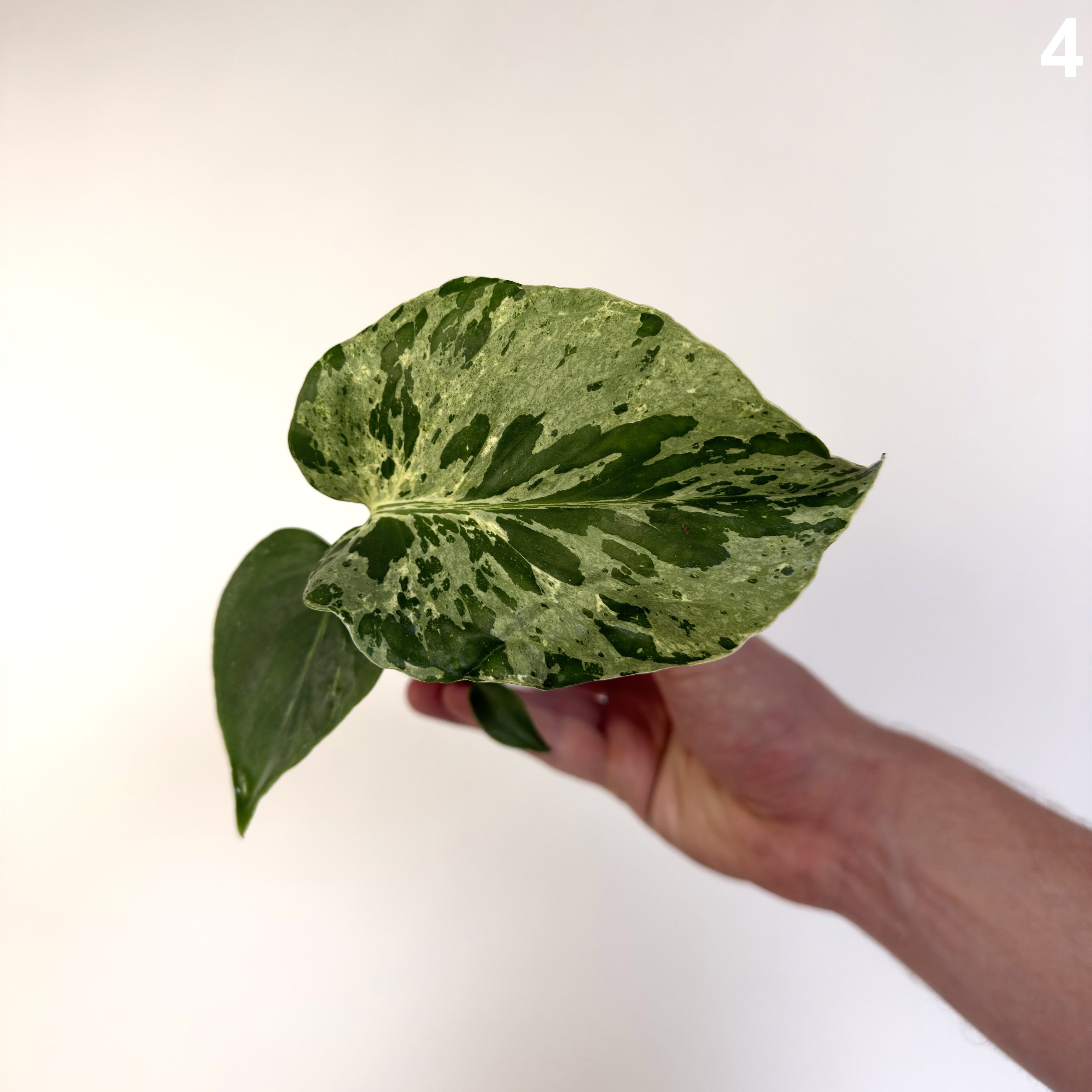 Monstera Deliciosa Bulbasaur WW