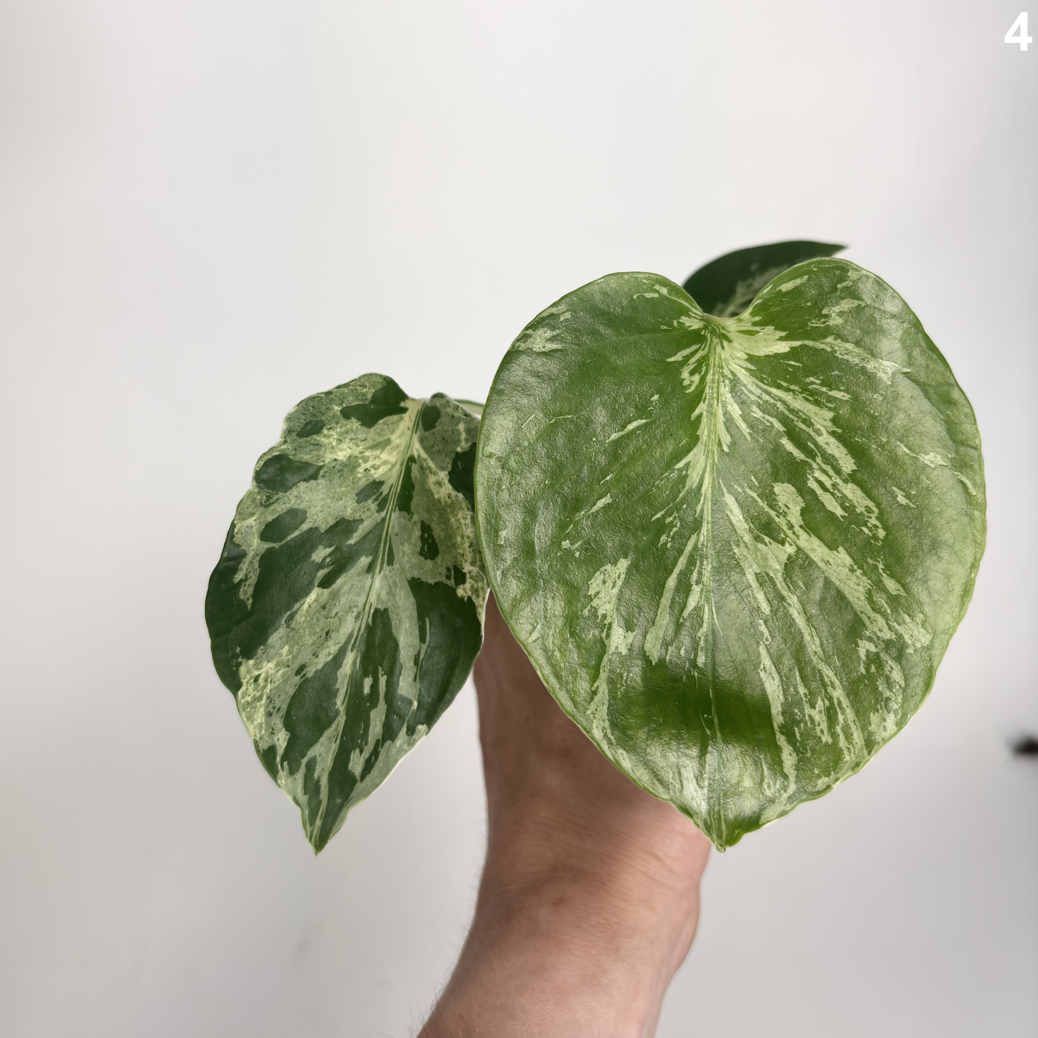 Monstera Deliciosa Bulbasaur WW