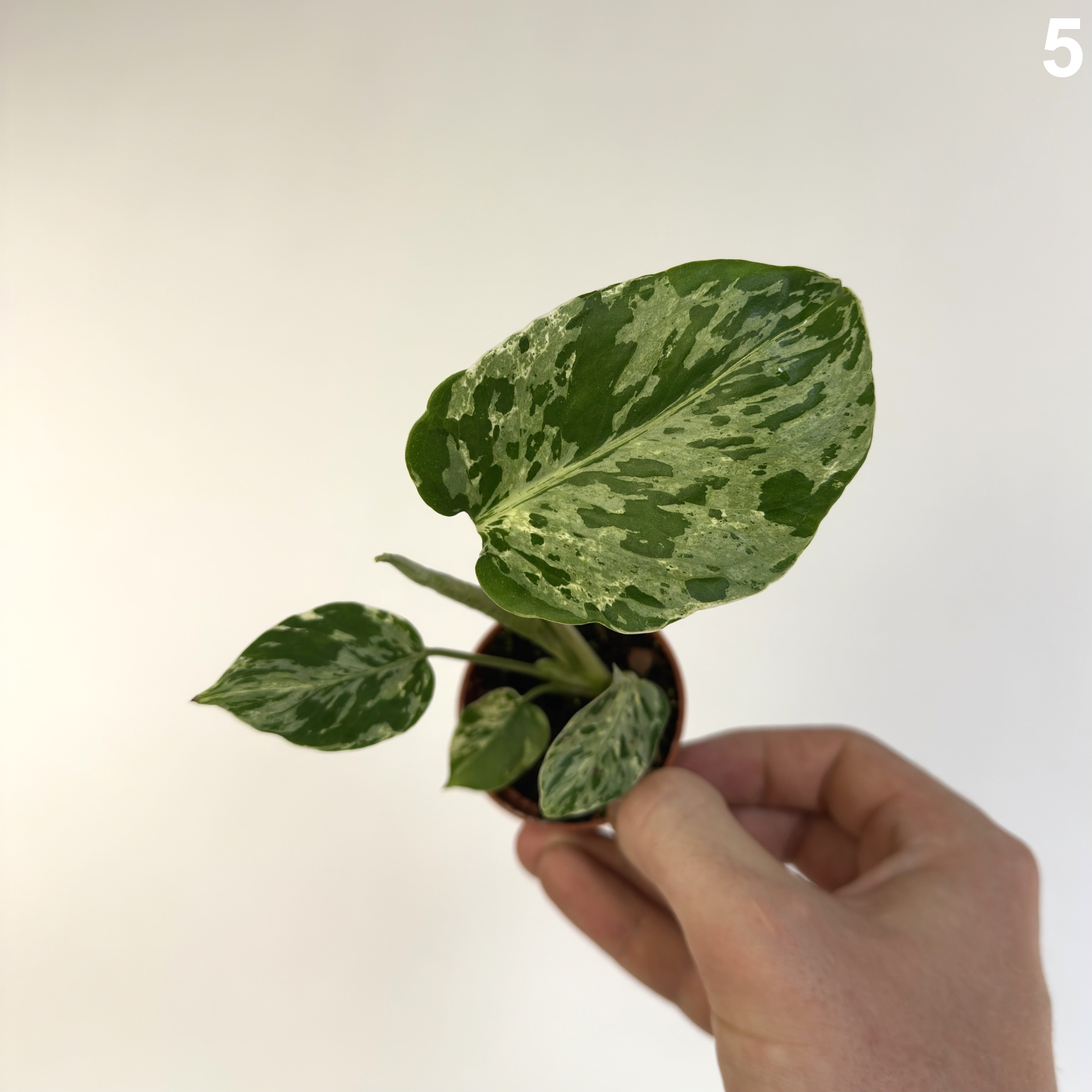 Monstera Deliciosa Bulbasaur WW