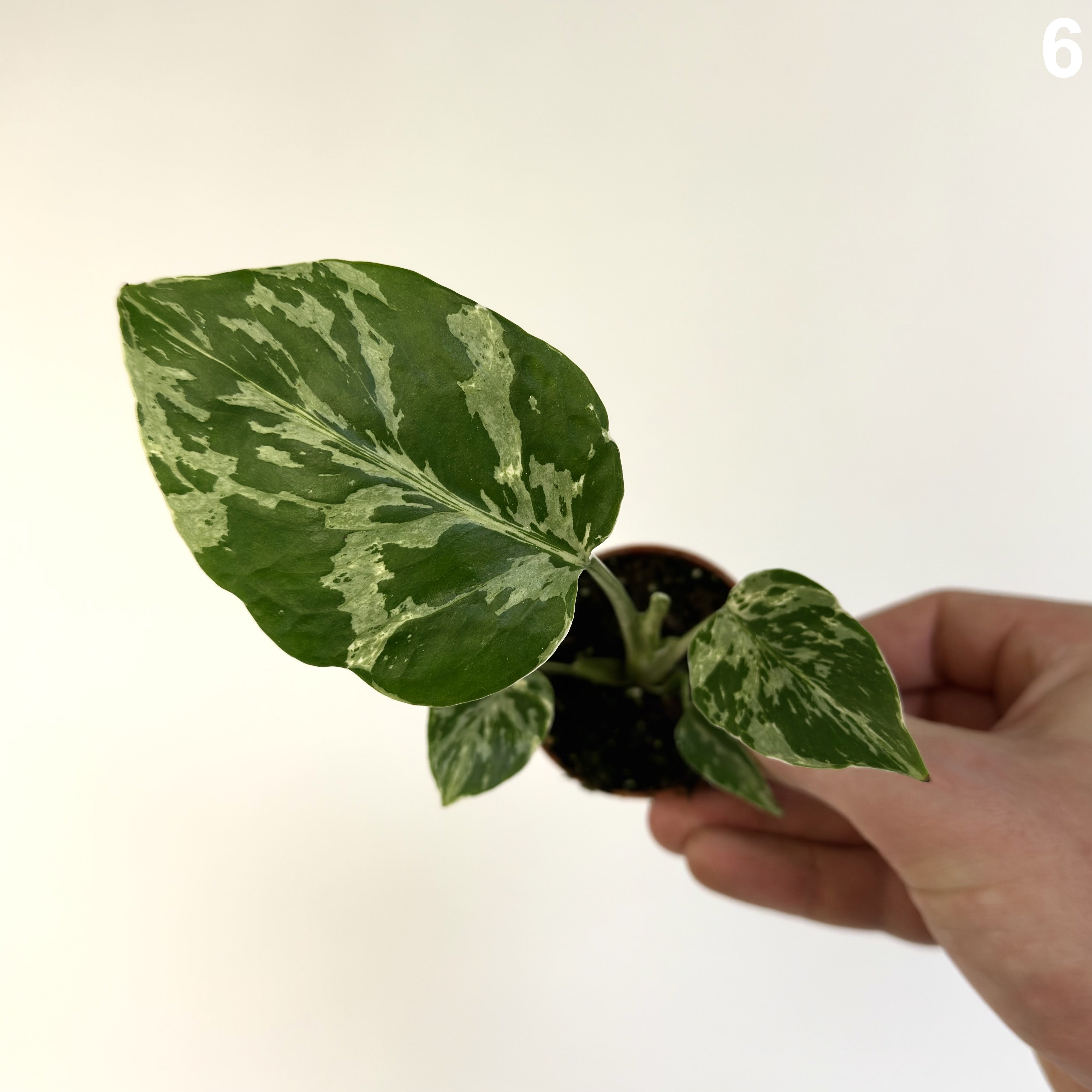 Monstera Deliciosa Bulbasaur WW