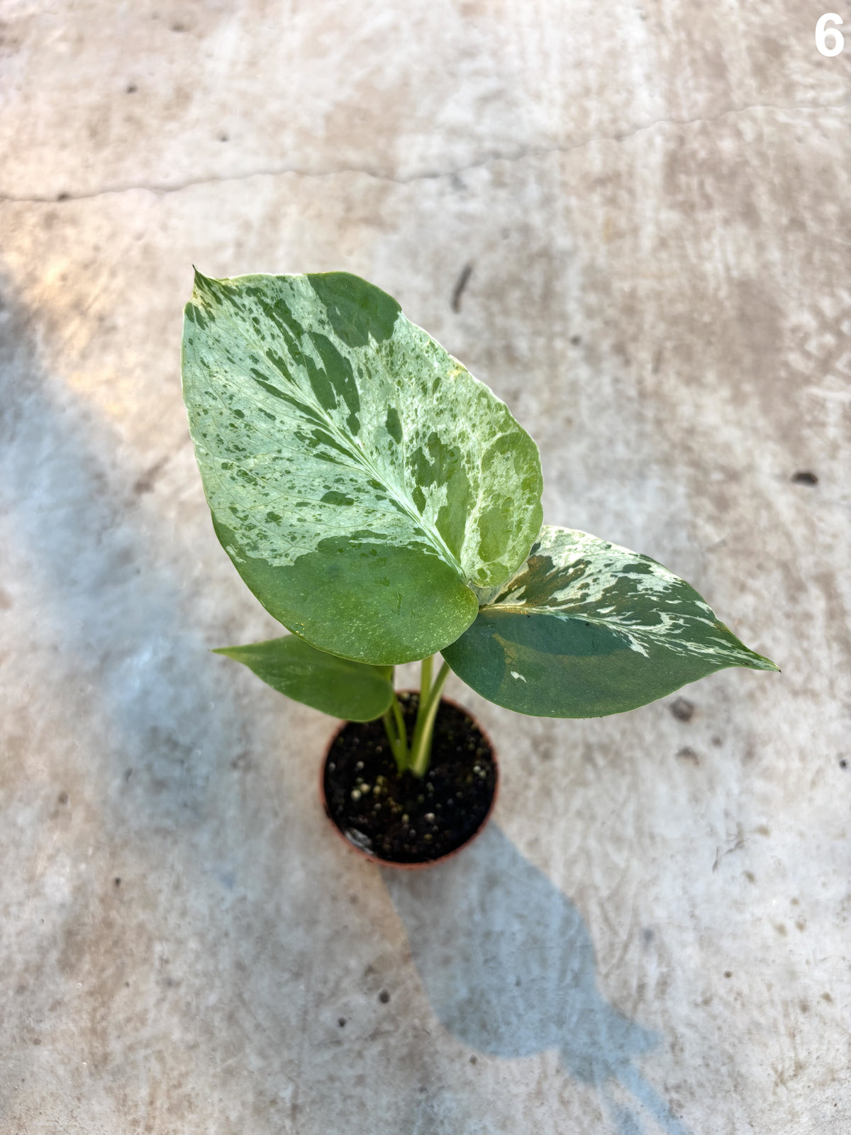 Monstera Deliciosa Bulbasaur WW