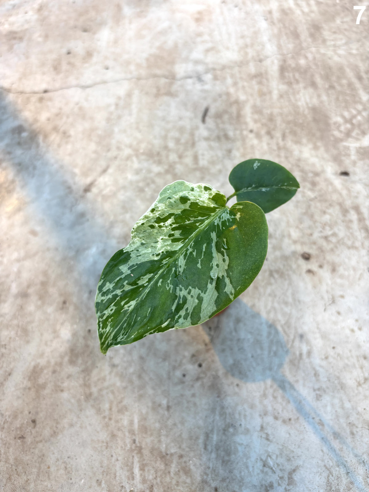 Monstera Deliciosa Bulbasaur WW