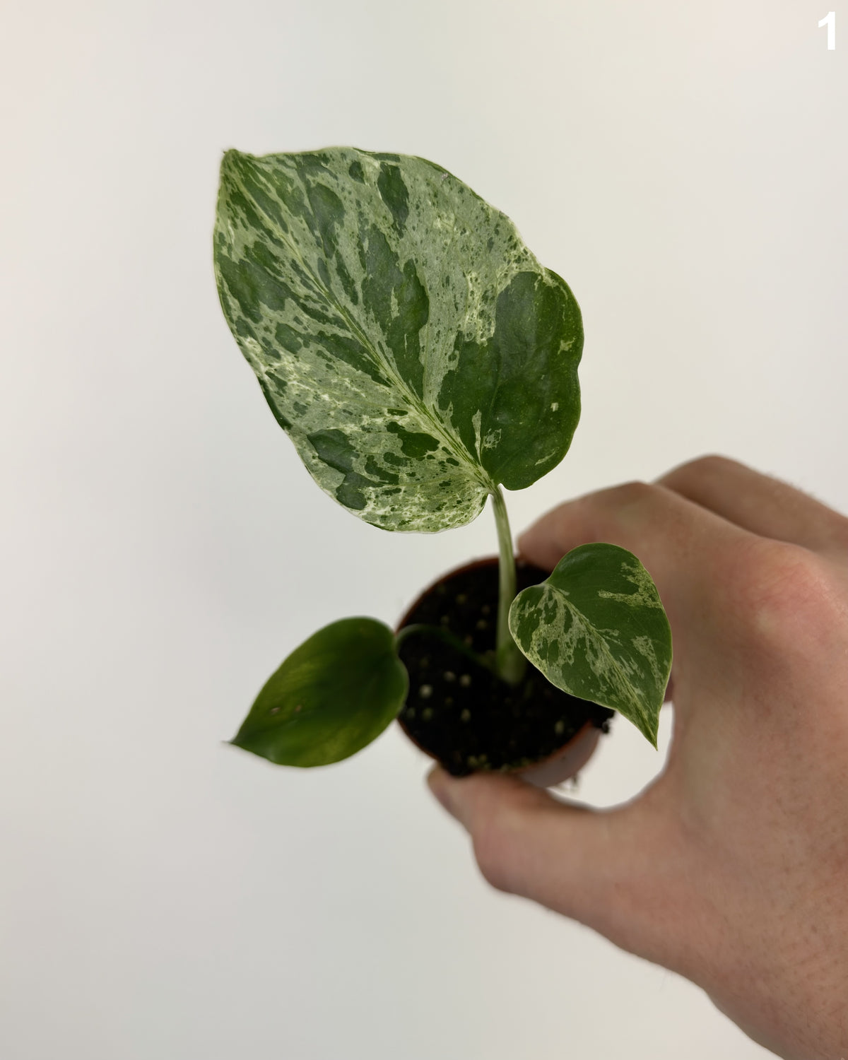 Monstera Deliciosa Bulbasaur WW