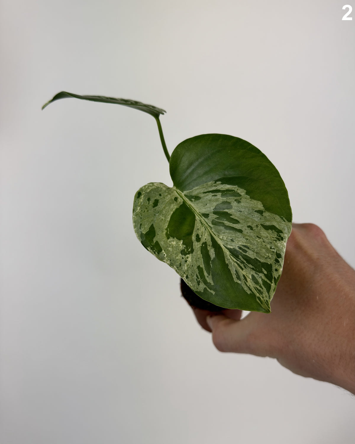 Monstera Deliciosa Bulbasaur WW