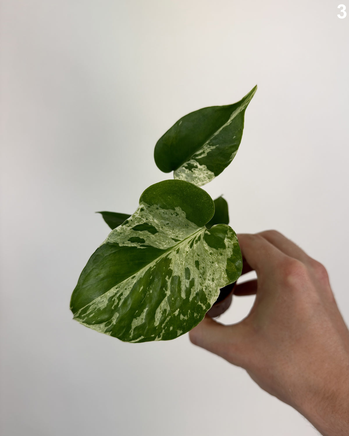 Monstera Deliciosa Bulbasaur WW