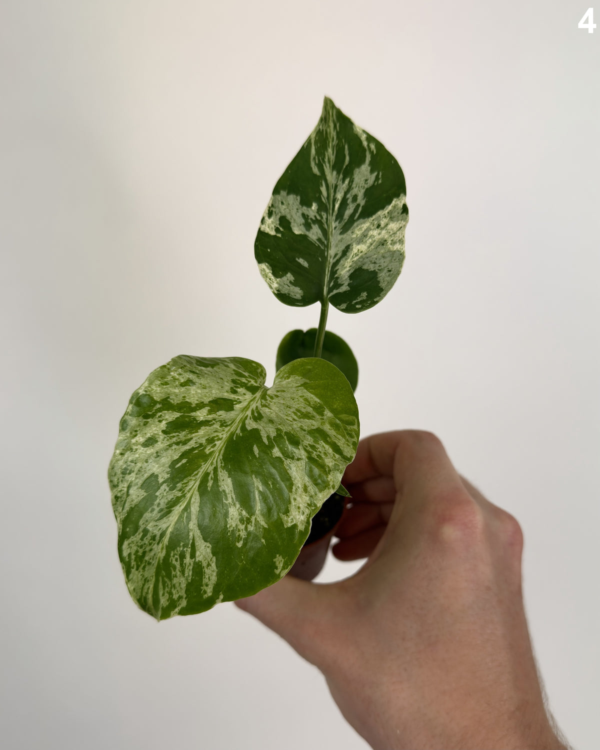 Monstera Deliciosa Bulbasaur WW