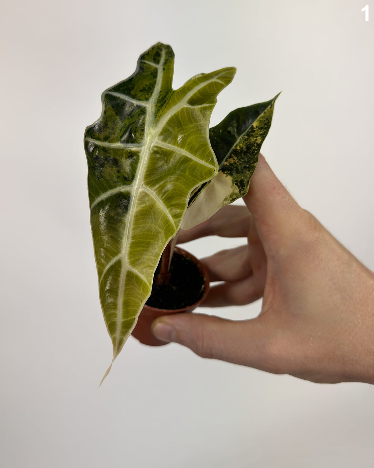 Alocasia Sanderiana Bull Variegata WW