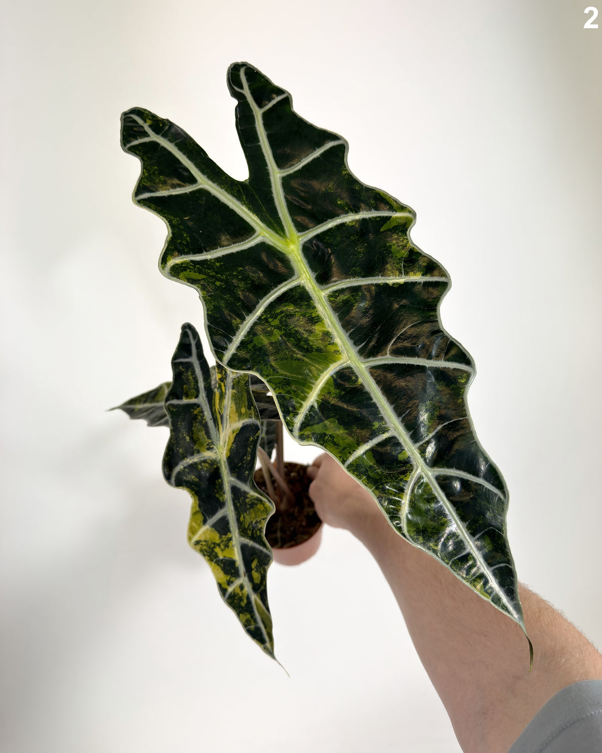 Alocasia Sanderiana Bull Variegata WW