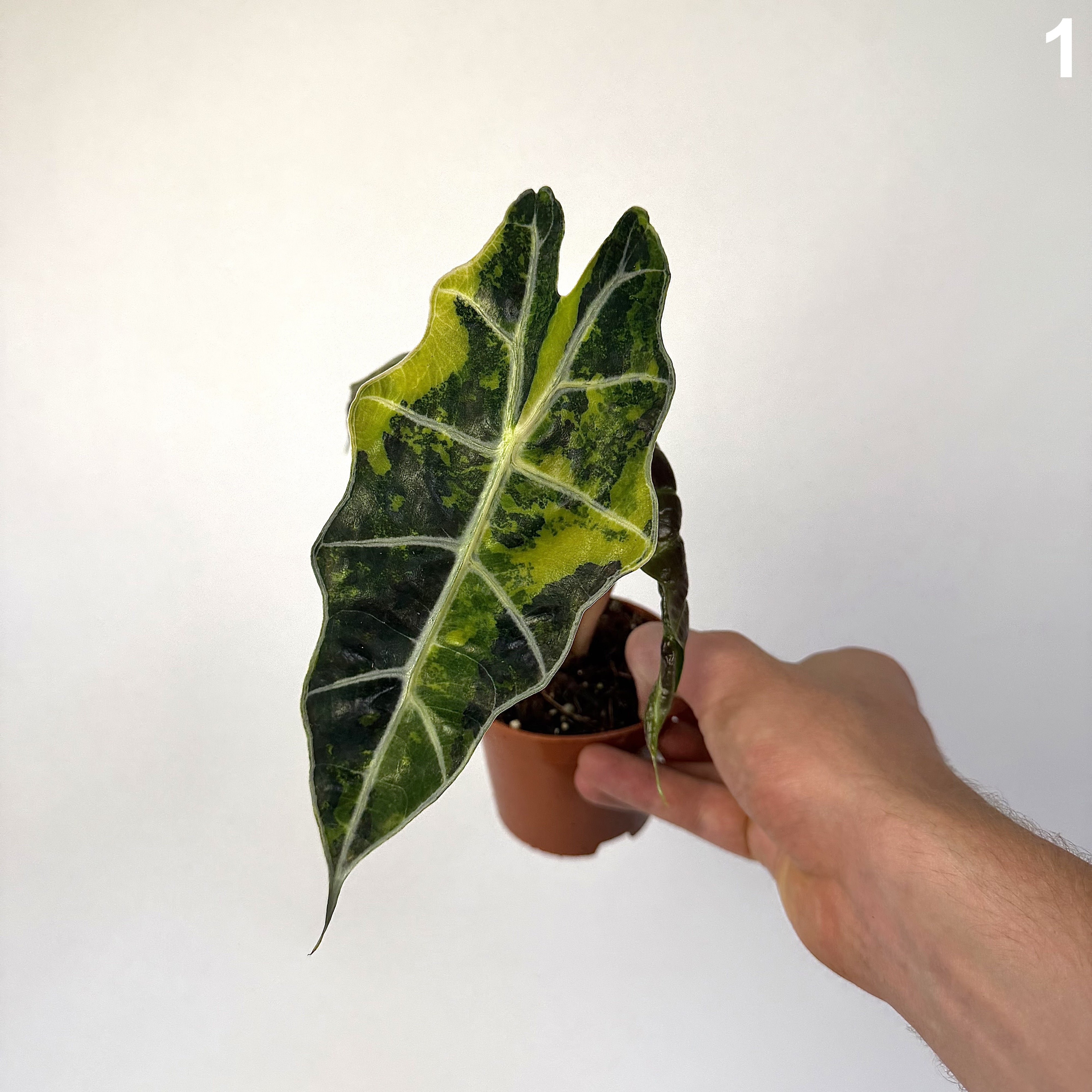Alocasia Sanderiana Bull Variegata WW