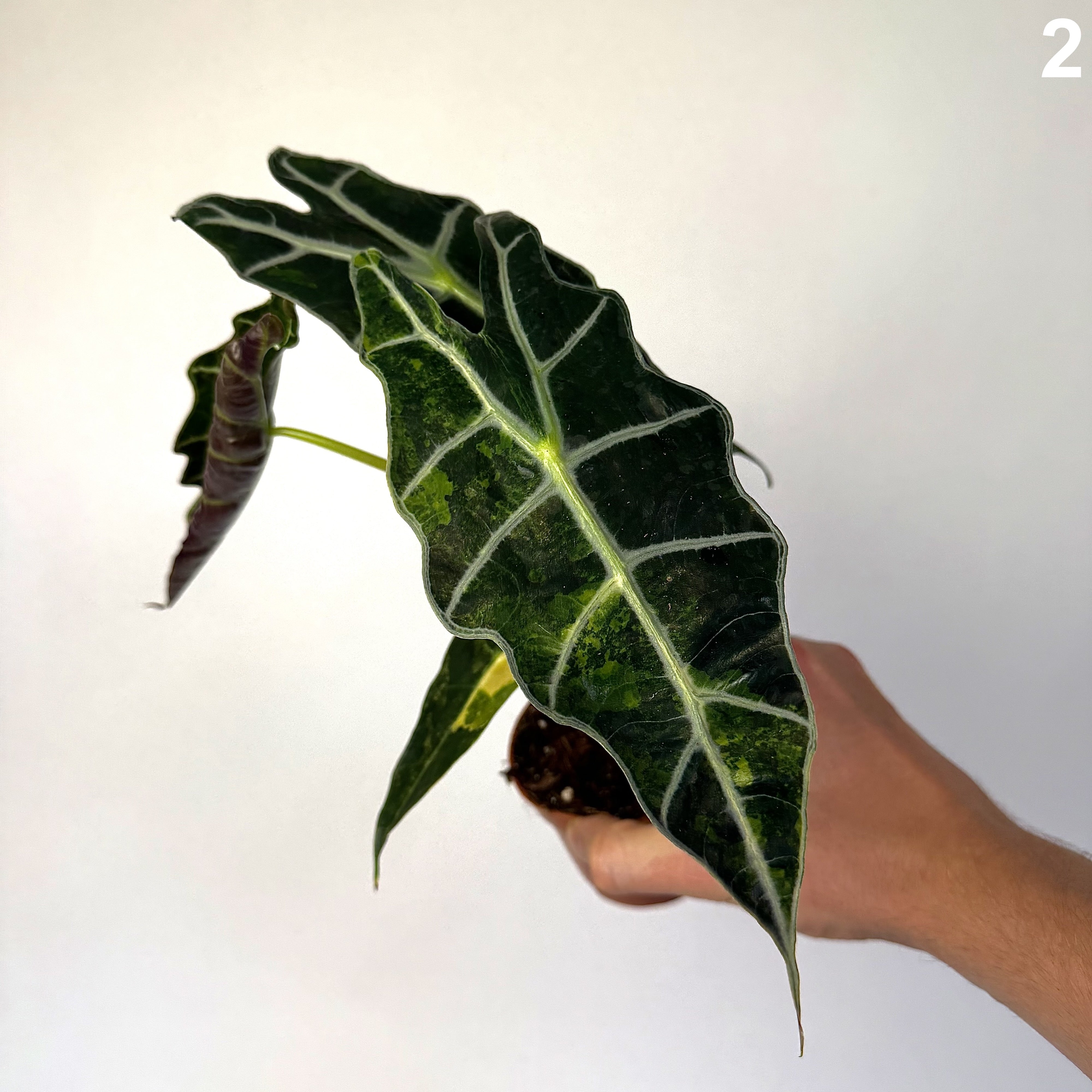 Alocasia Sanderiana Bull Variegata WW