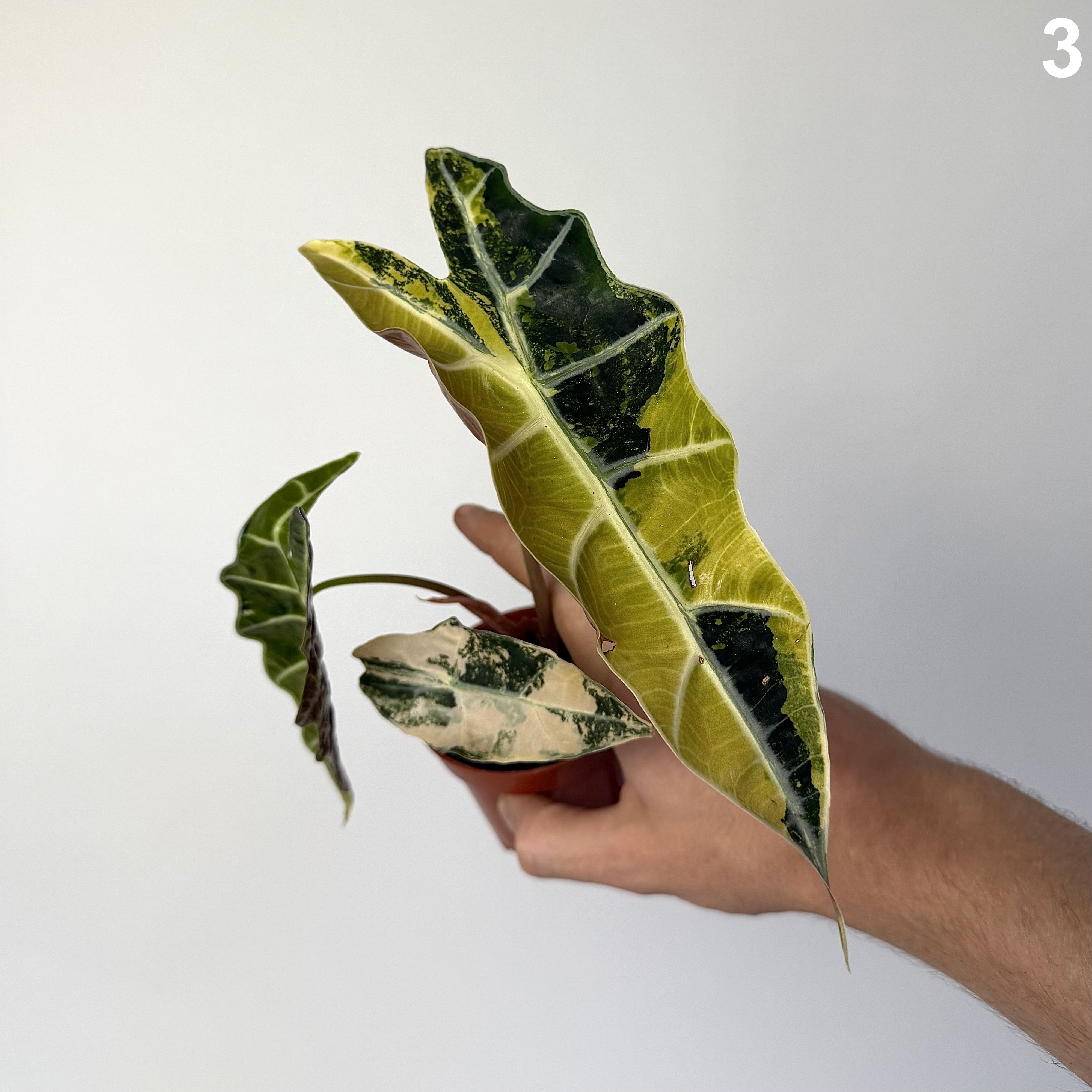 Alocasia Sanderiana Bull Variegata WW