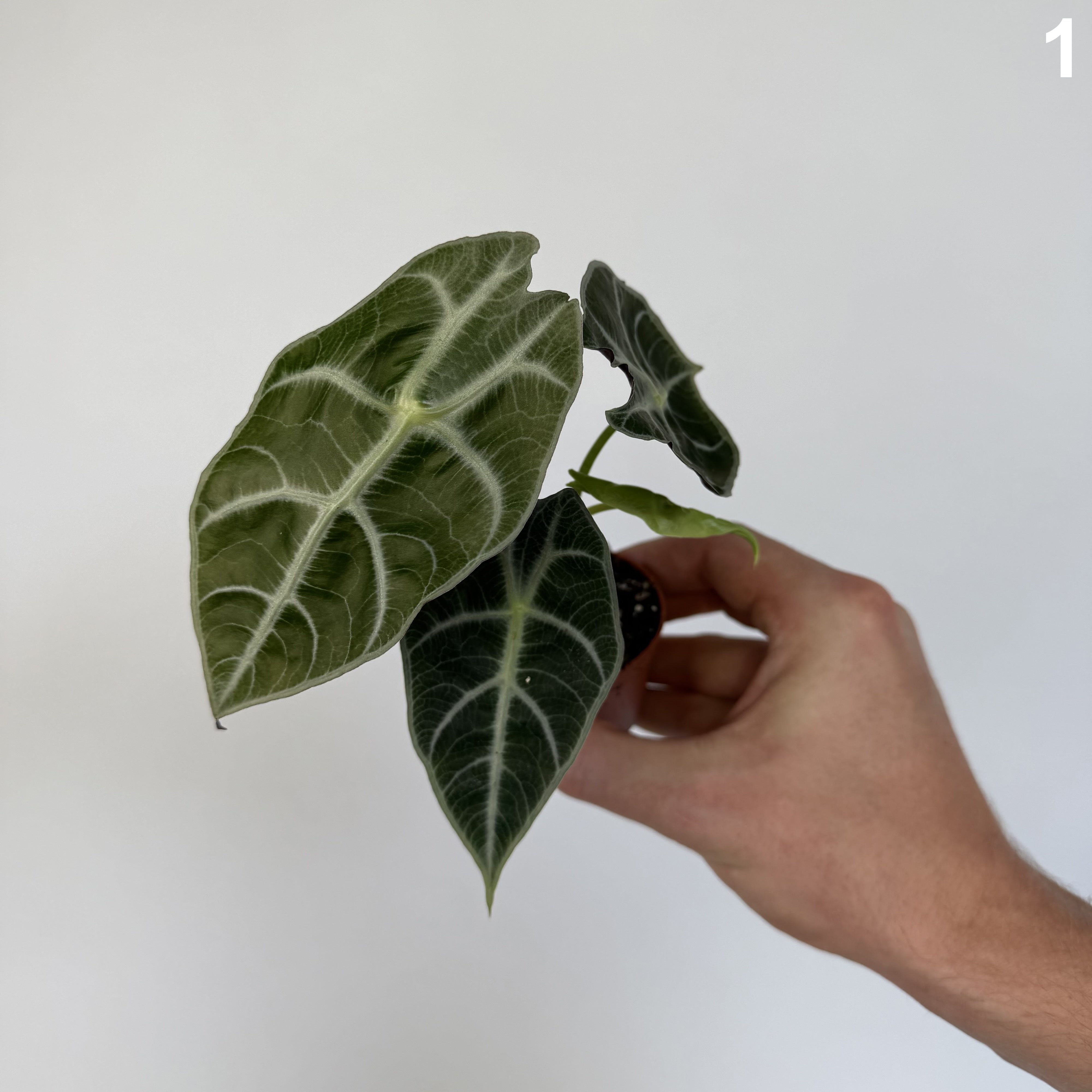 Alocasia Watsoniana Carter WW