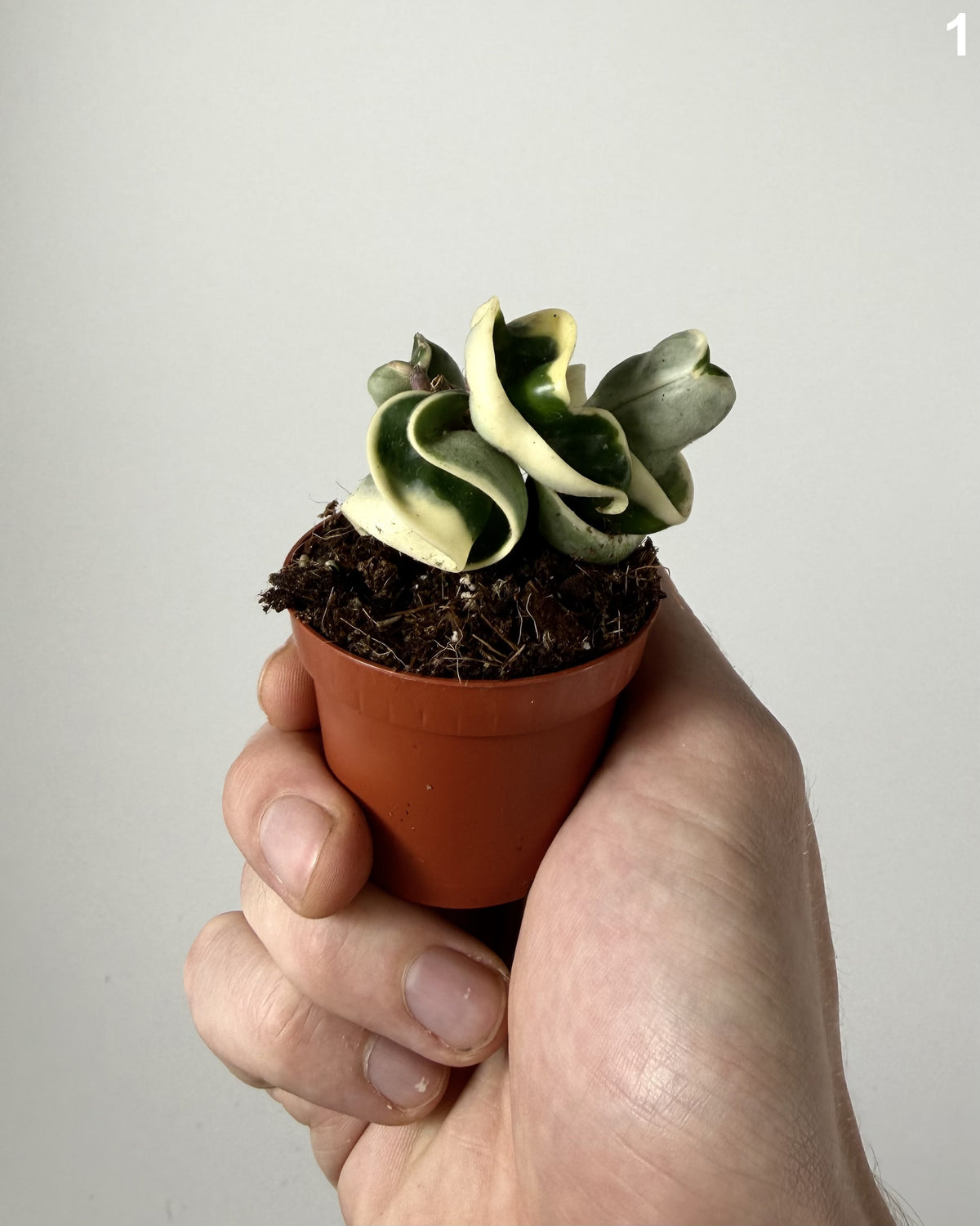 Hoya Compacta Variegata WW