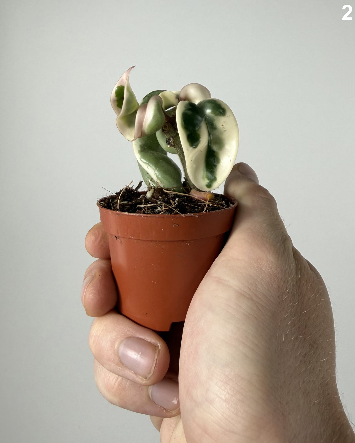 Hoya Compacta Variegata WW